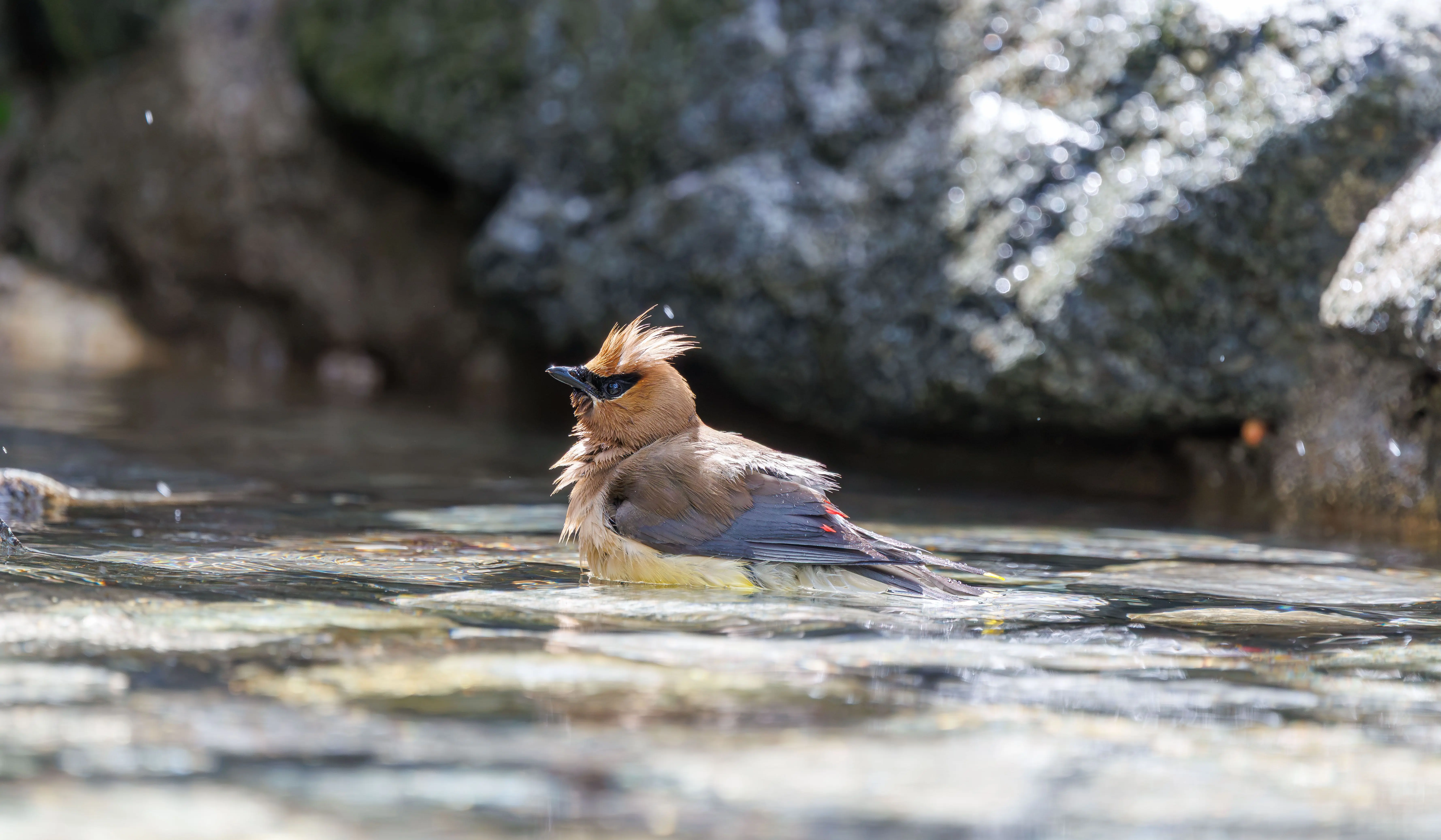 modern bird bath A cedar waxwing enjoying a refreshing bath in a clear rocky stream.