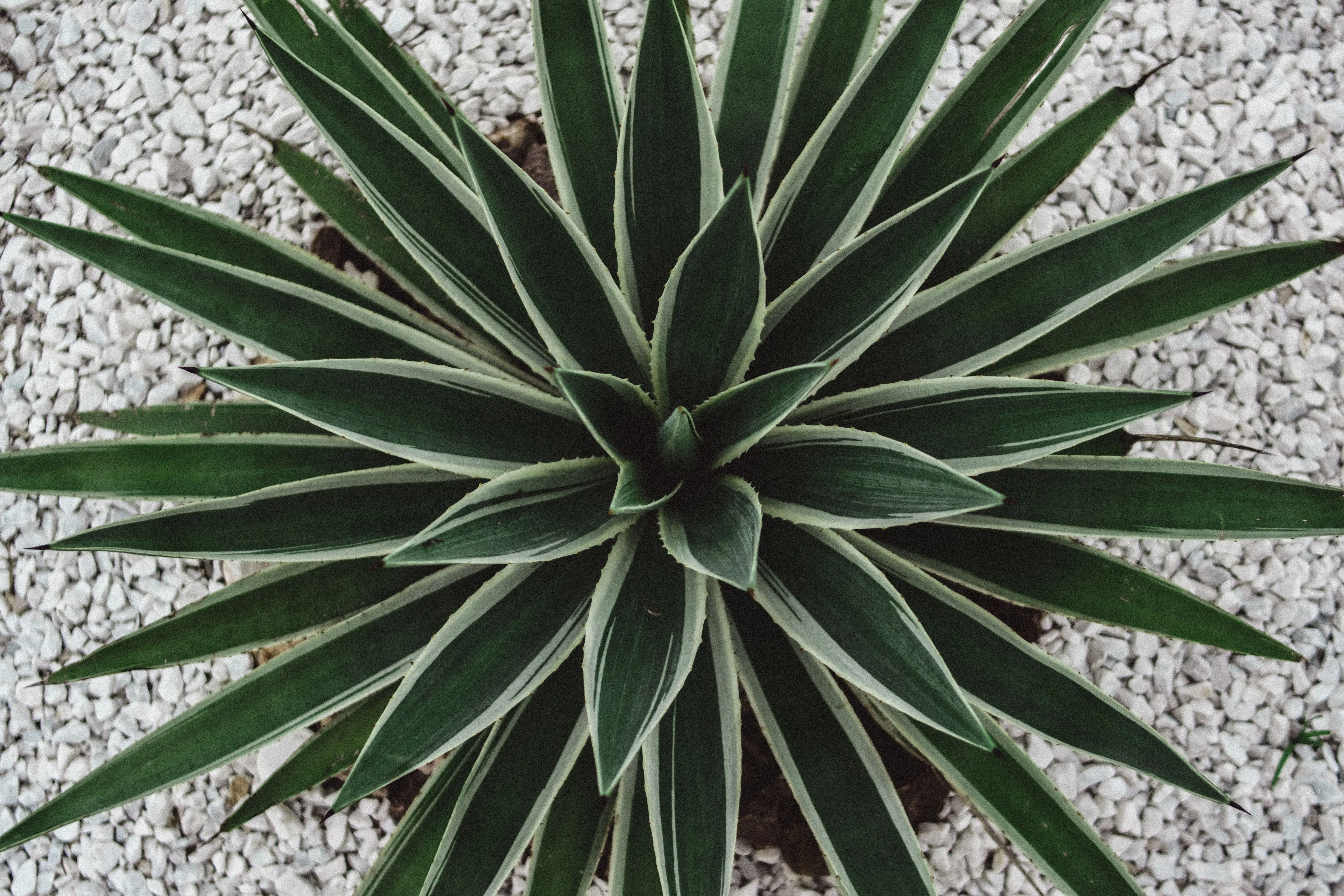 plants resistant to drought Close-up of an agave angustifolia plant on white gravel, showcasing its sharp green leaves.