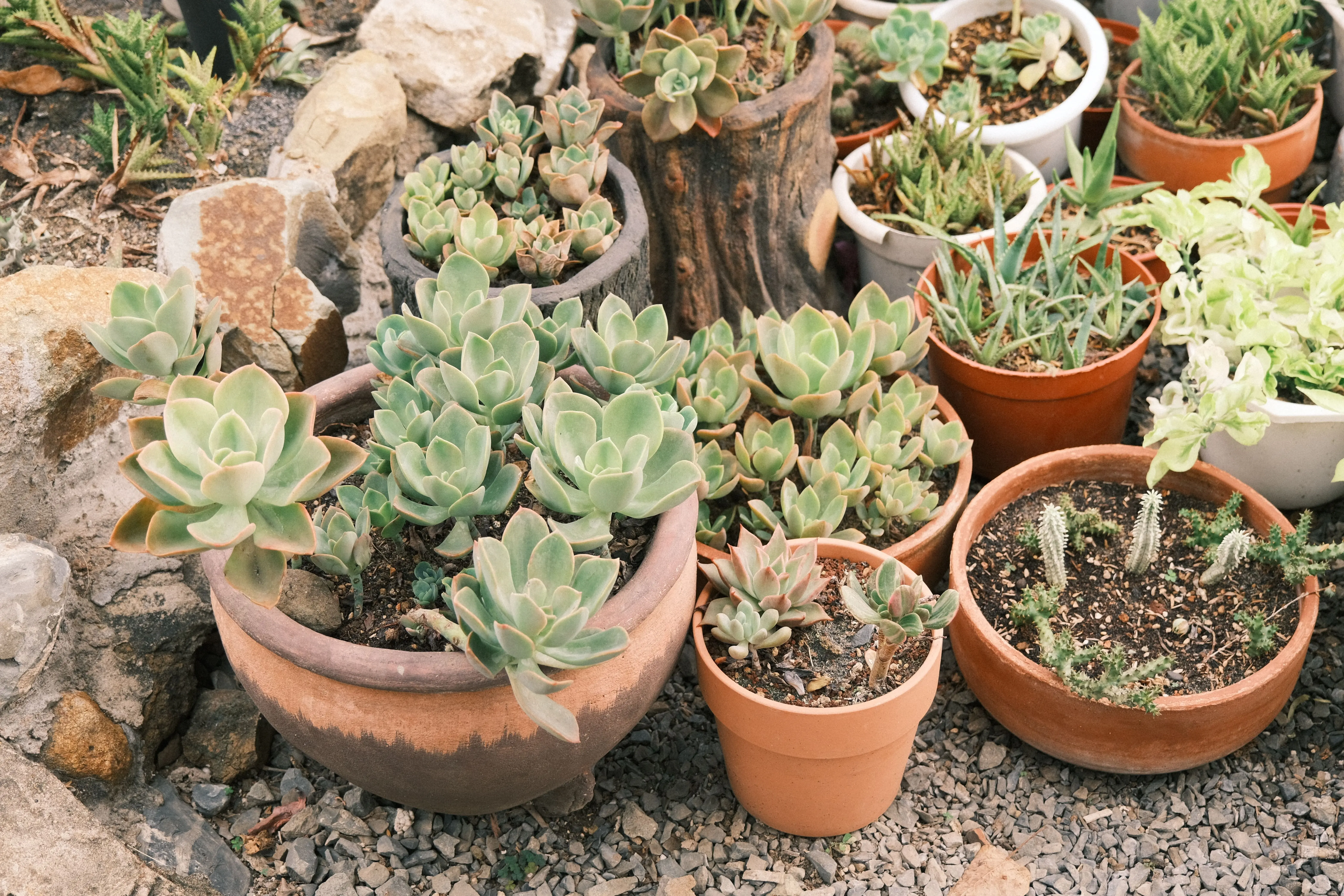 plants resistant to drought Vibrant collection of succulents in pots on gravel, perfect for gardening enthusiasts.
