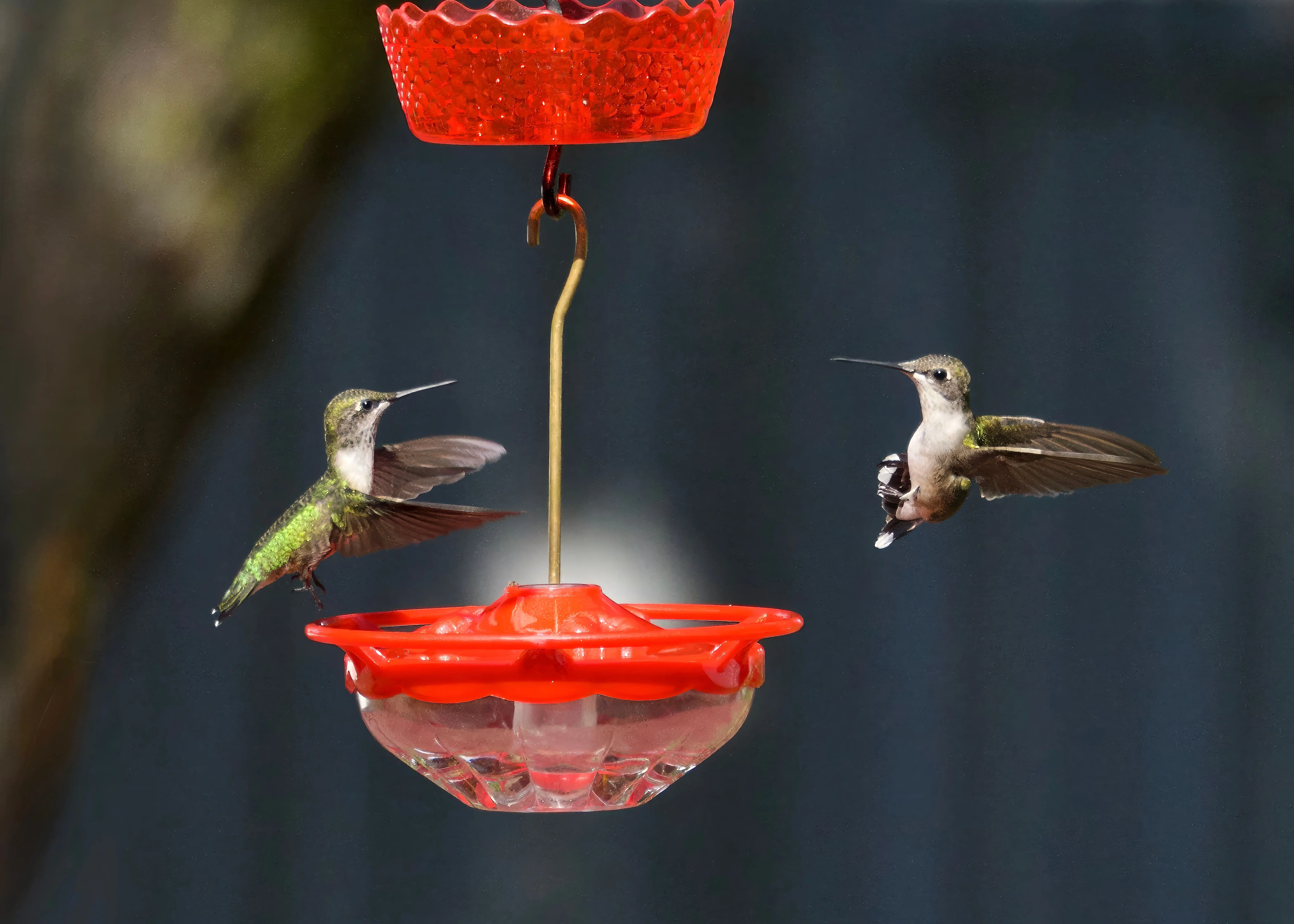 squirrel proof suet feeder Close-up of two hummingbirds feeding from a red feeder in Athens, Alabama.