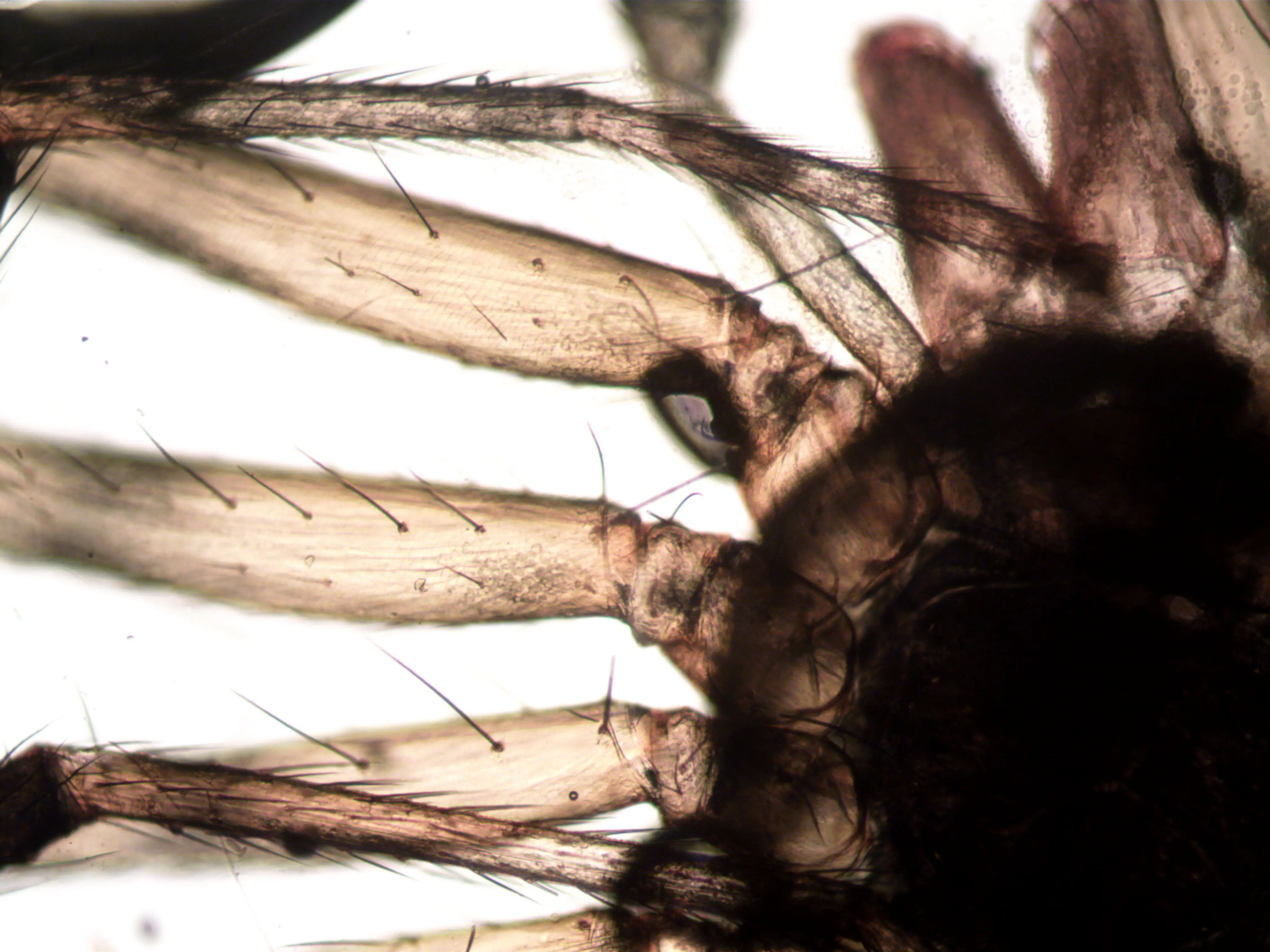 what do fleas look like to the human eye Close-up microscopic view of a spider showing detailed anatomy and hair structures.