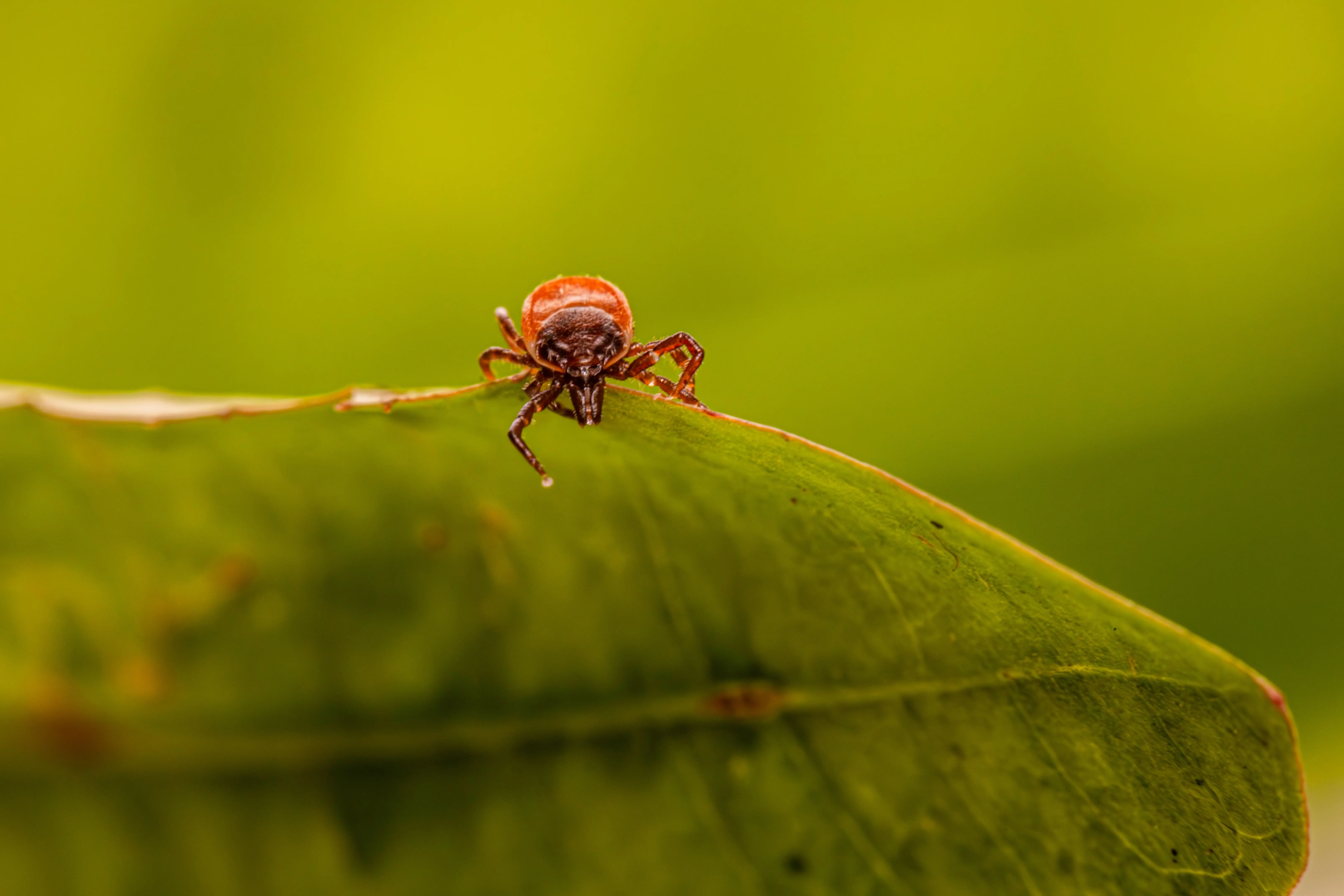 what do fleas look like to the human eye Macro shot of a tick on a green leaf, showcasing its detail and natural habitat.