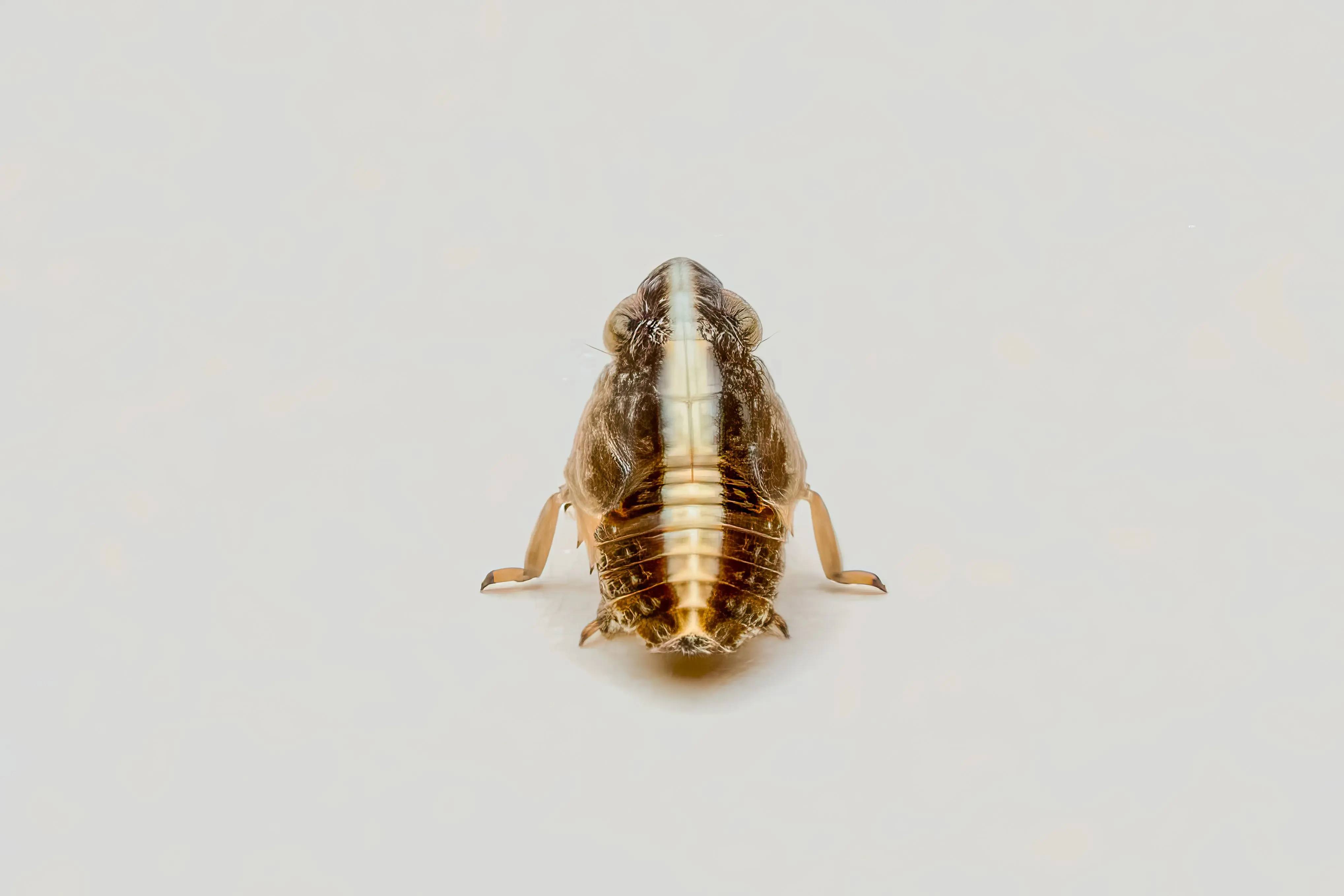 what do fleas look like to the human eye Close-up macro image of a leafhopper on a white background showcasing intricate details.