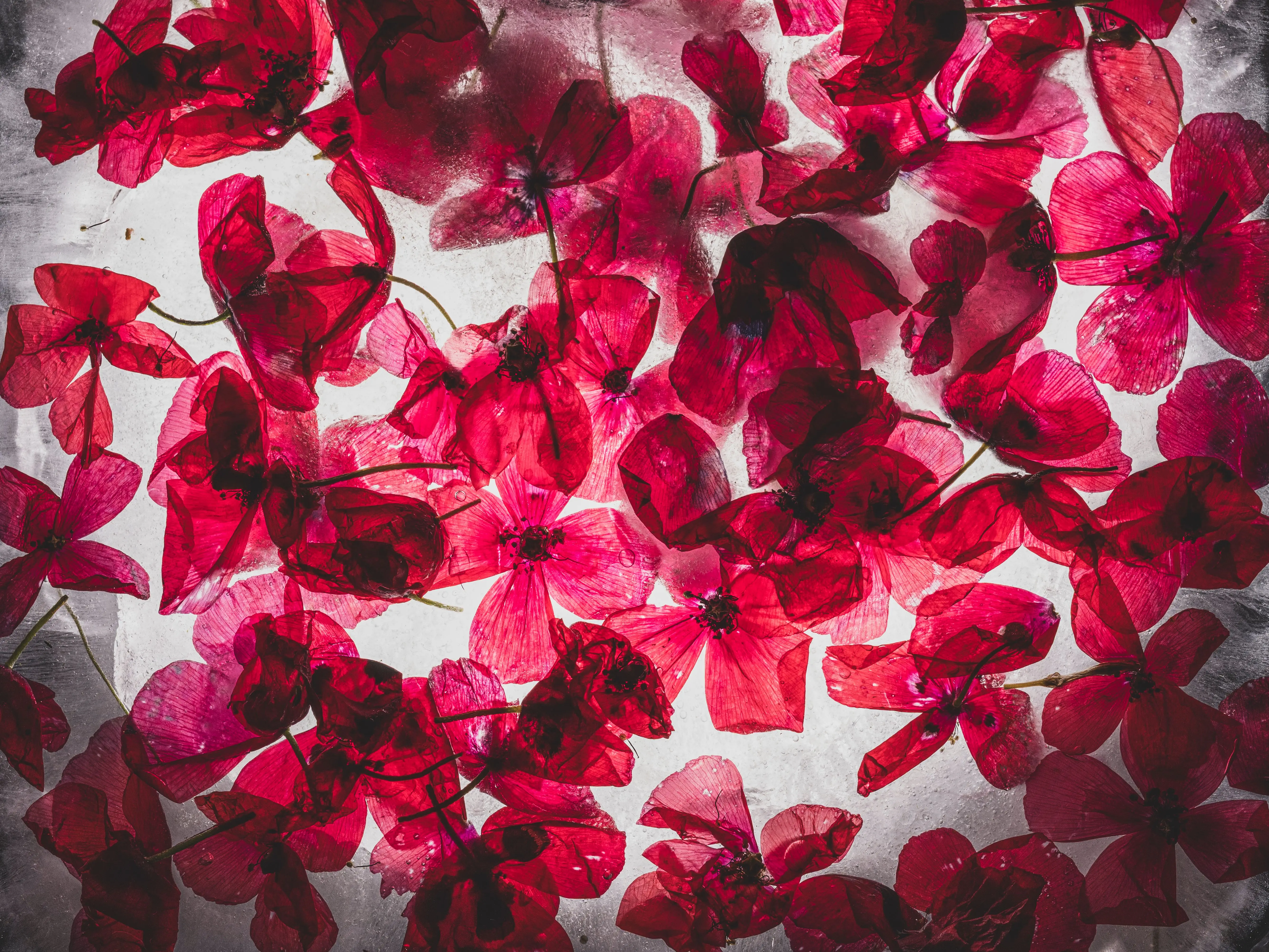 huge bouquet of flowers Vivid red petals artistically arranged on a textured frozen surface, creating a unique abstract floral composition.