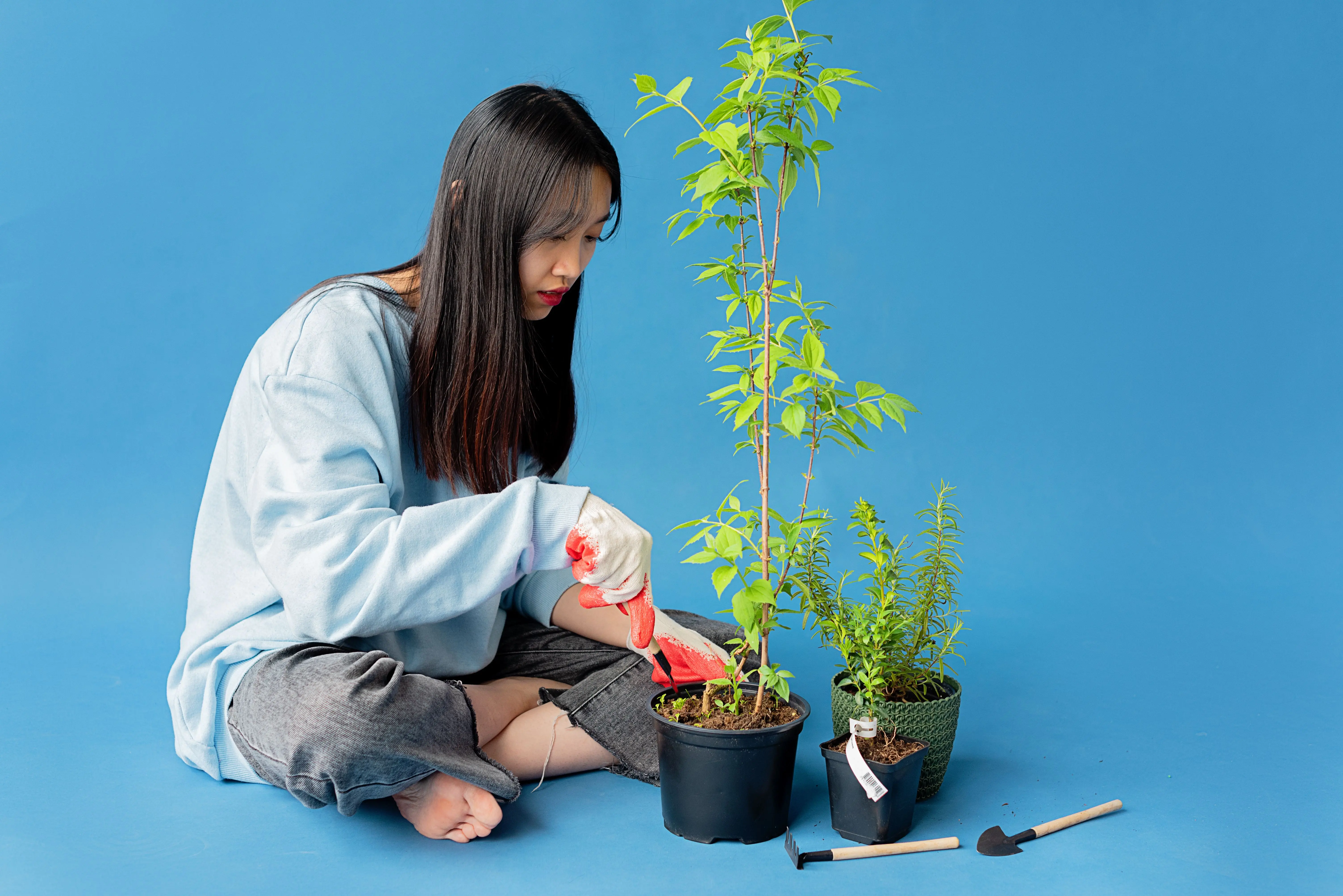 self watering garden Asian woman tending to potted plants in a studio with a blue background, wearing gloves and a sweater.