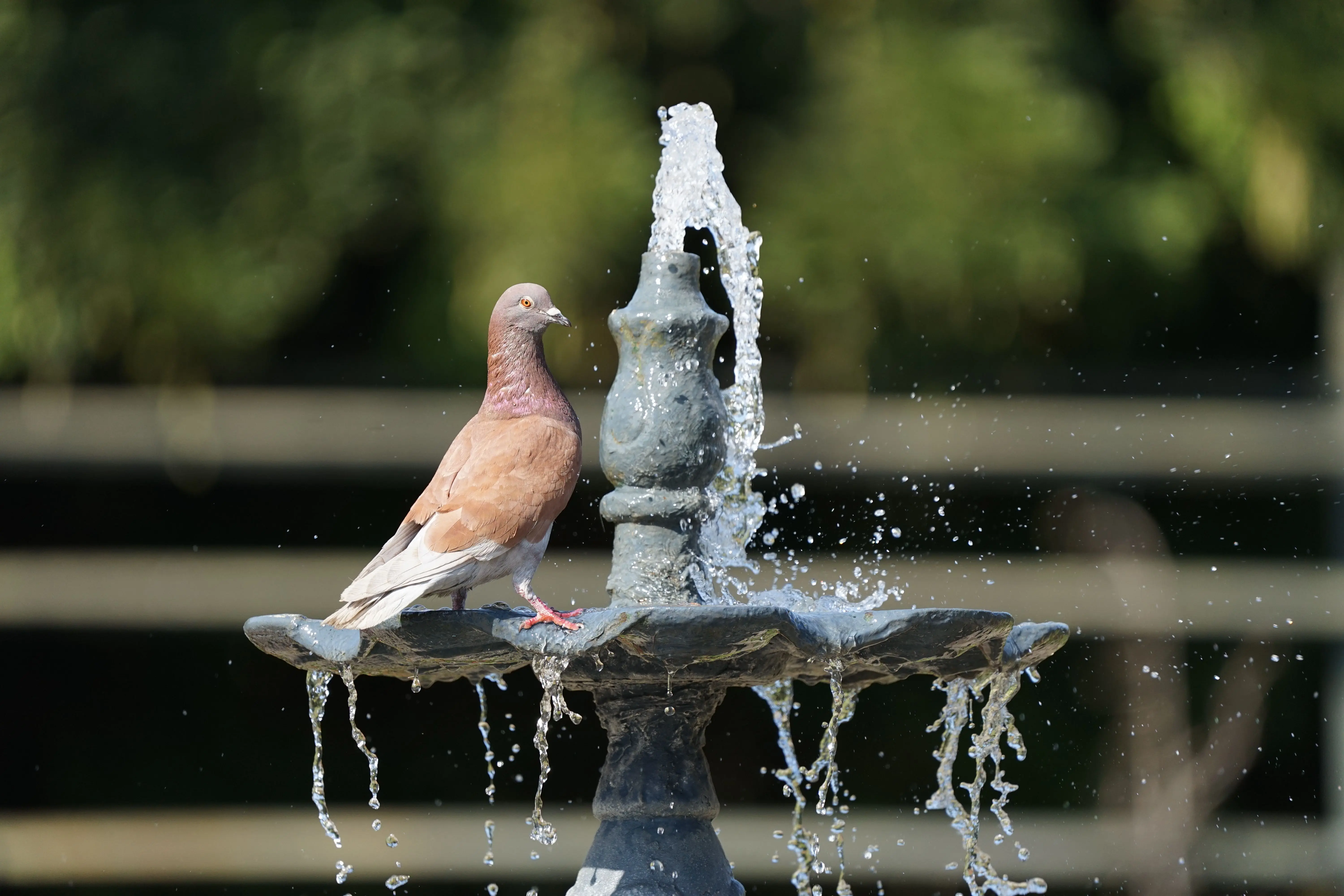 solar powered bird bath A serene pigeon rests on a splashing fountain, capturing a moment of tranquility outdoors.