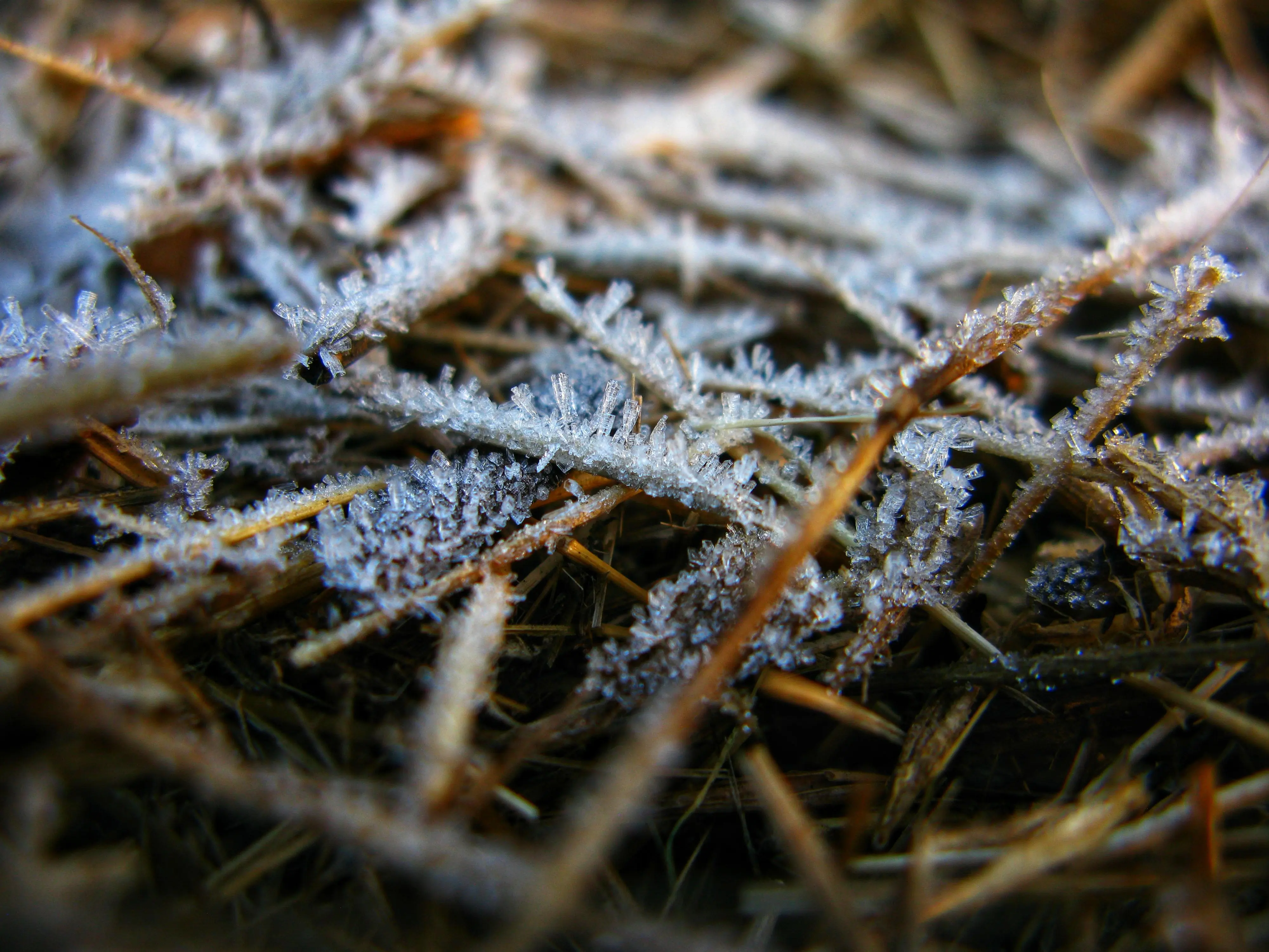 how to get grass stains out Macro shot of frost-covered dry grass creating a delicate winter texture.