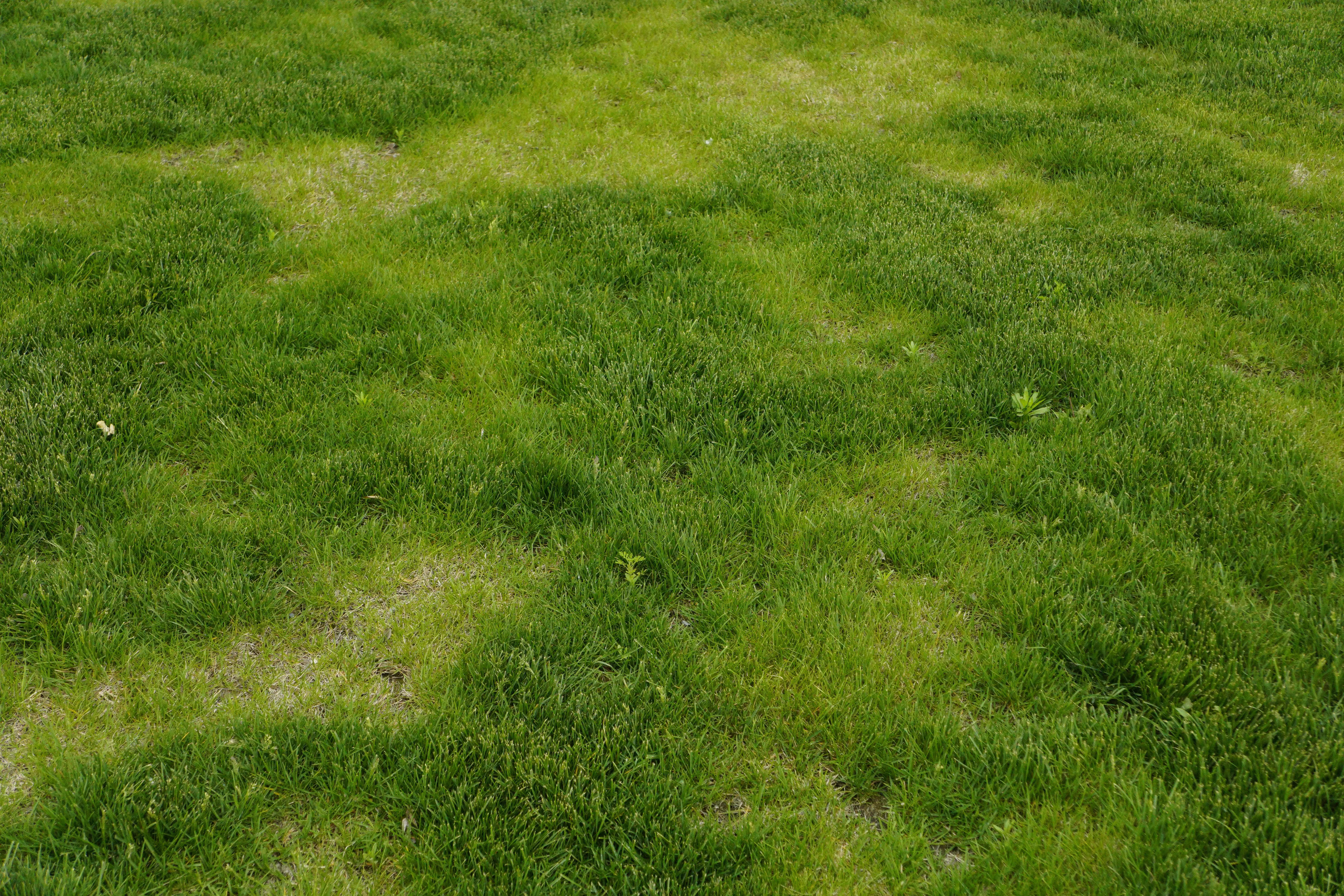 How to Get Grass Stains Out : 5 Amazing Methods