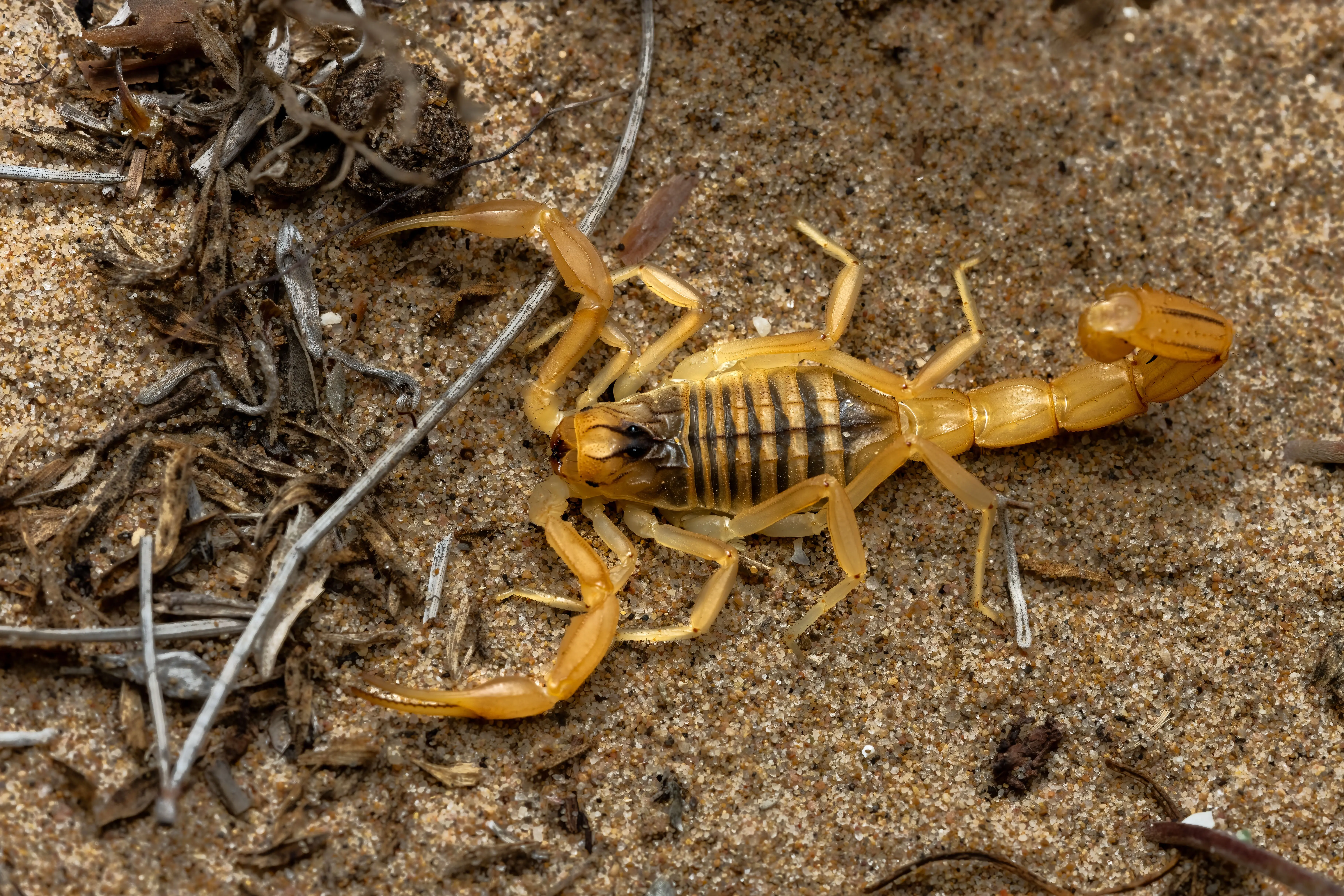 homemade rat poison Close-up of a yellow scorpion in Valencia, Spain, showcasing its natural habitat and distinct features.