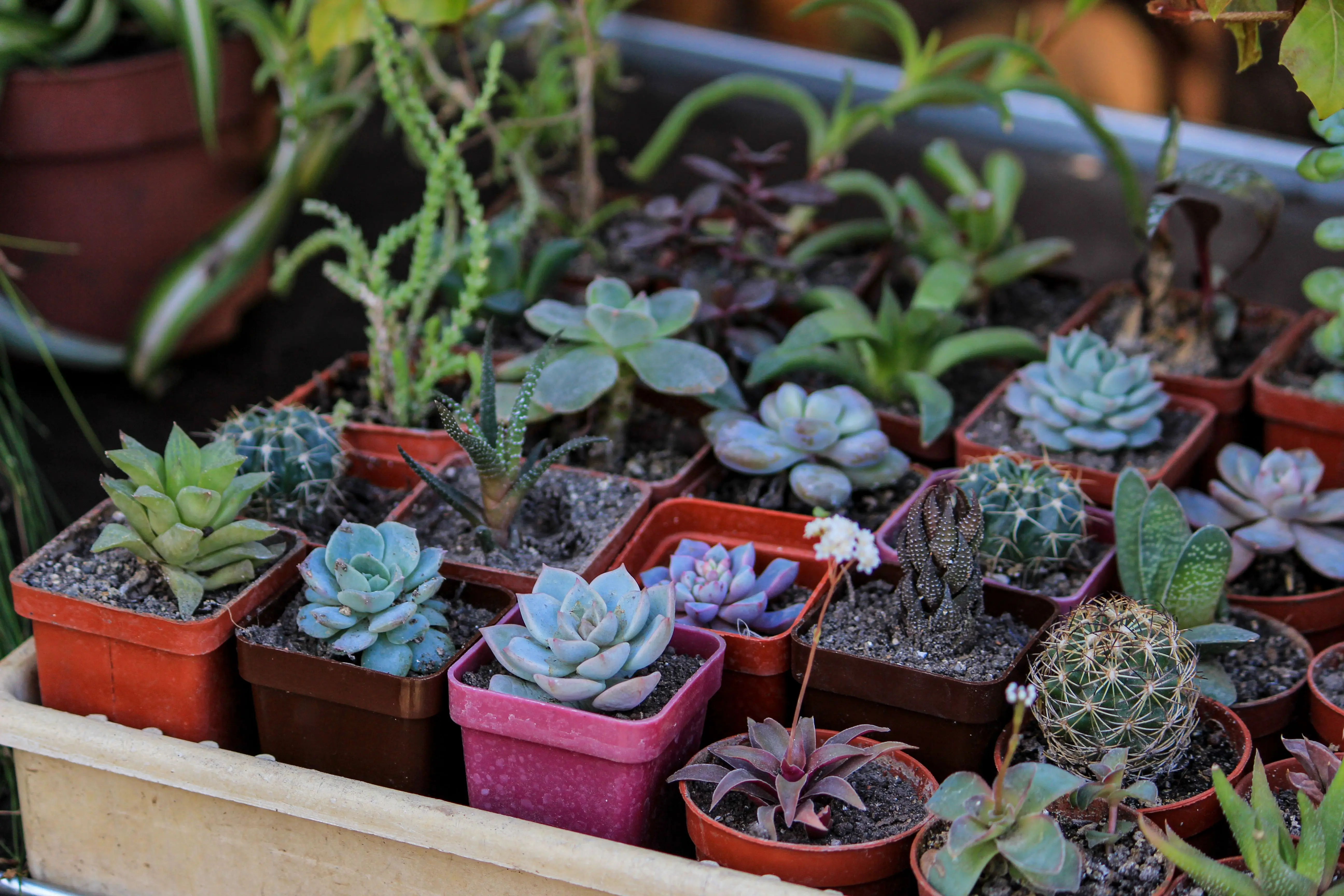plants resistant to drought A vibrant collection of succulents displayed in various colorful pots, perfect for home decor.