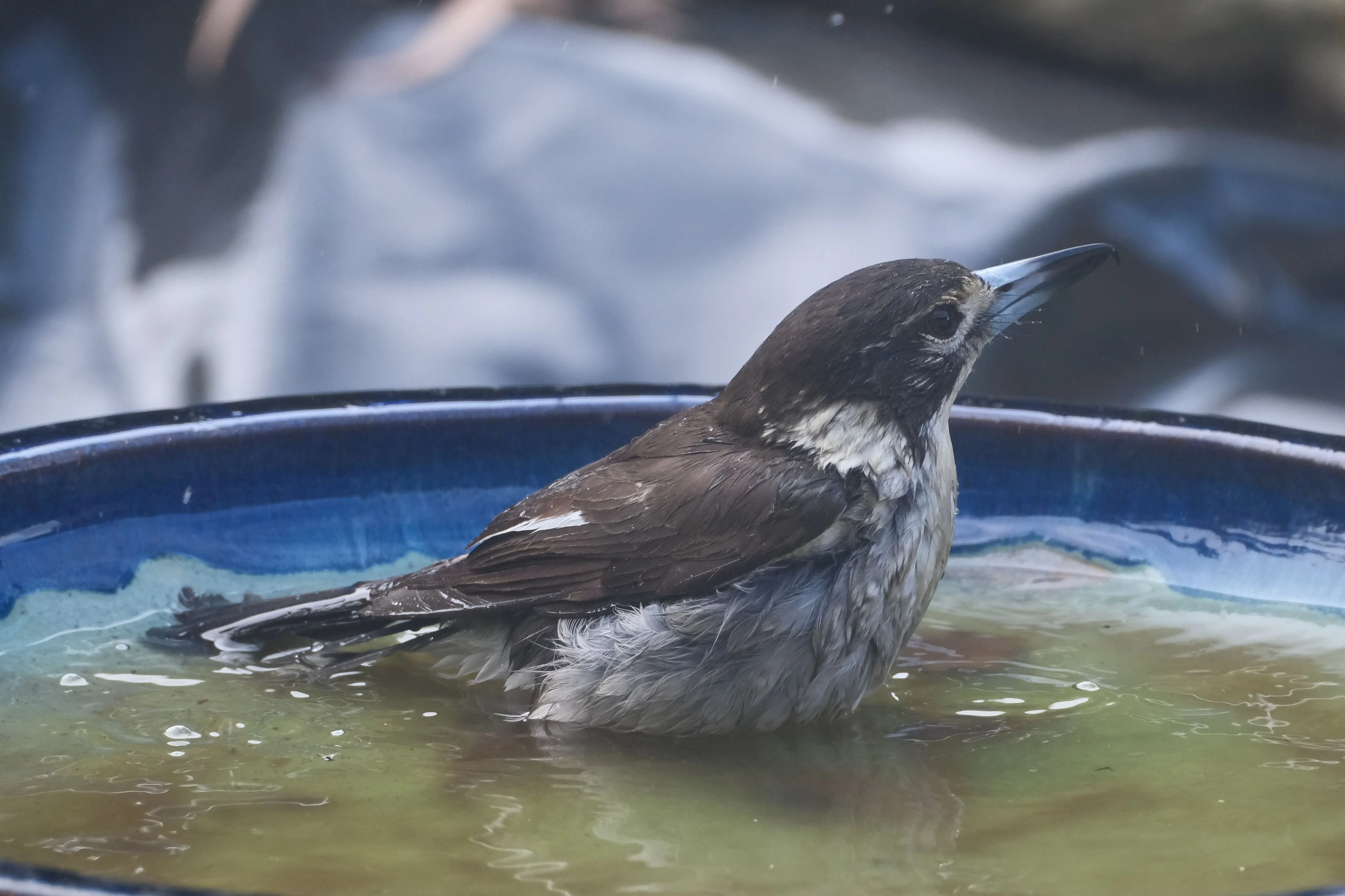 modern bird bath A detailed shot of a bird enjoying a bath in a colorful ceramic bowl, showcasing natural behavior.