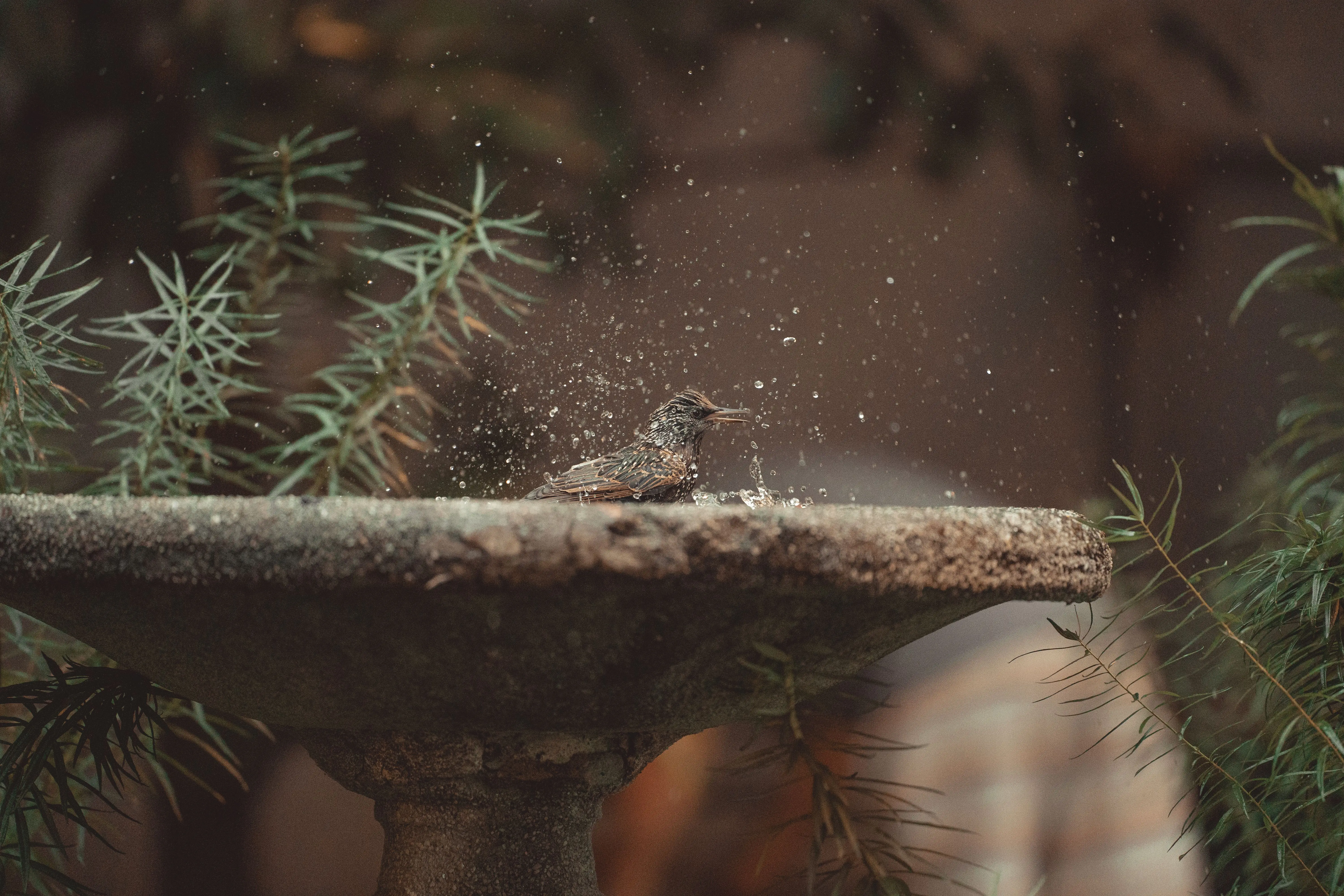 modern bird bath A common starling splashes in an outdoor fountain surrounded by lush greenery.