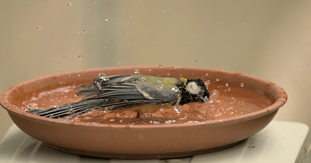 modern bird bath