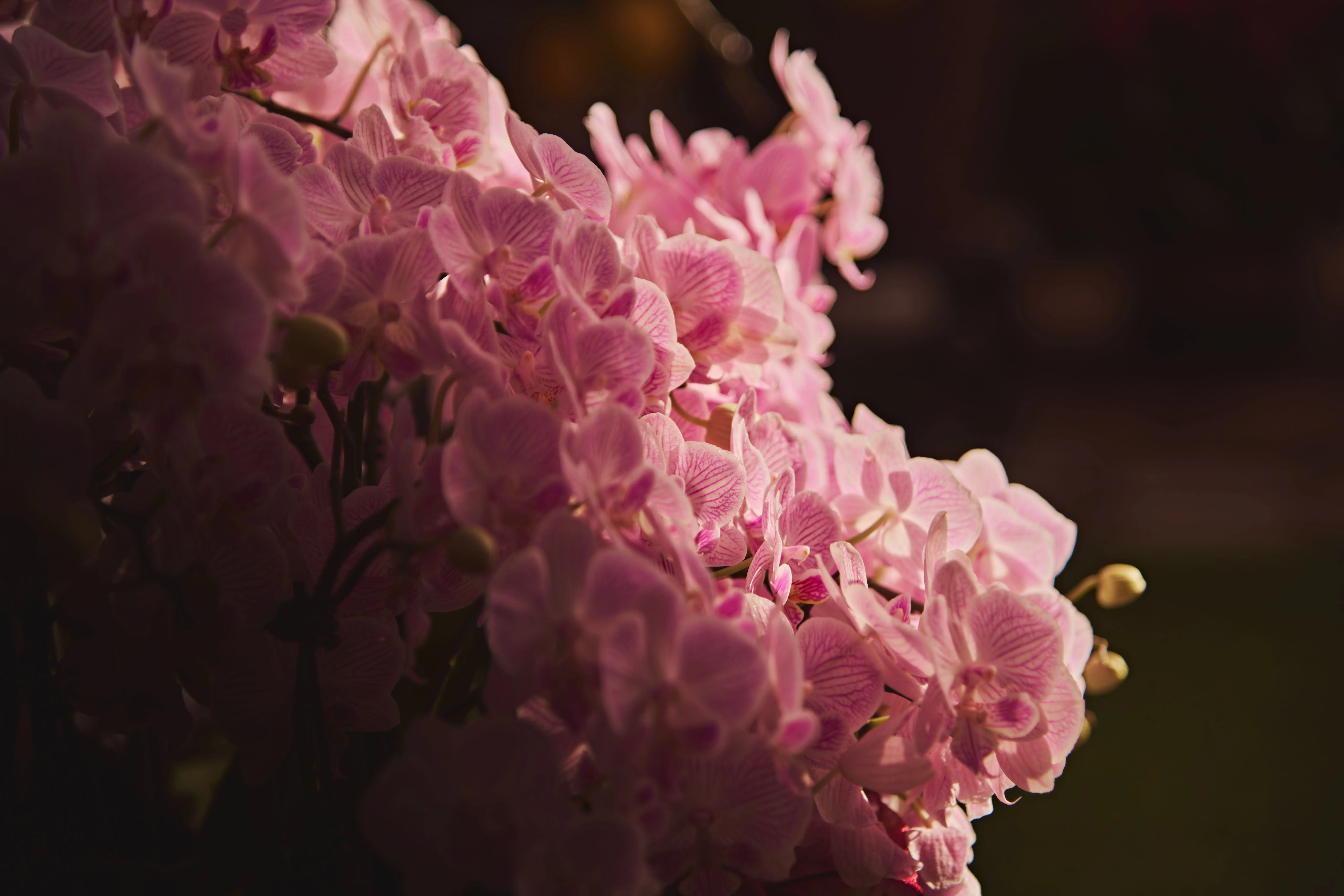 orchid arrangements Beautiful pink orchids captured in soft lighting with a dramatic contrast. Perfect for floral themes.