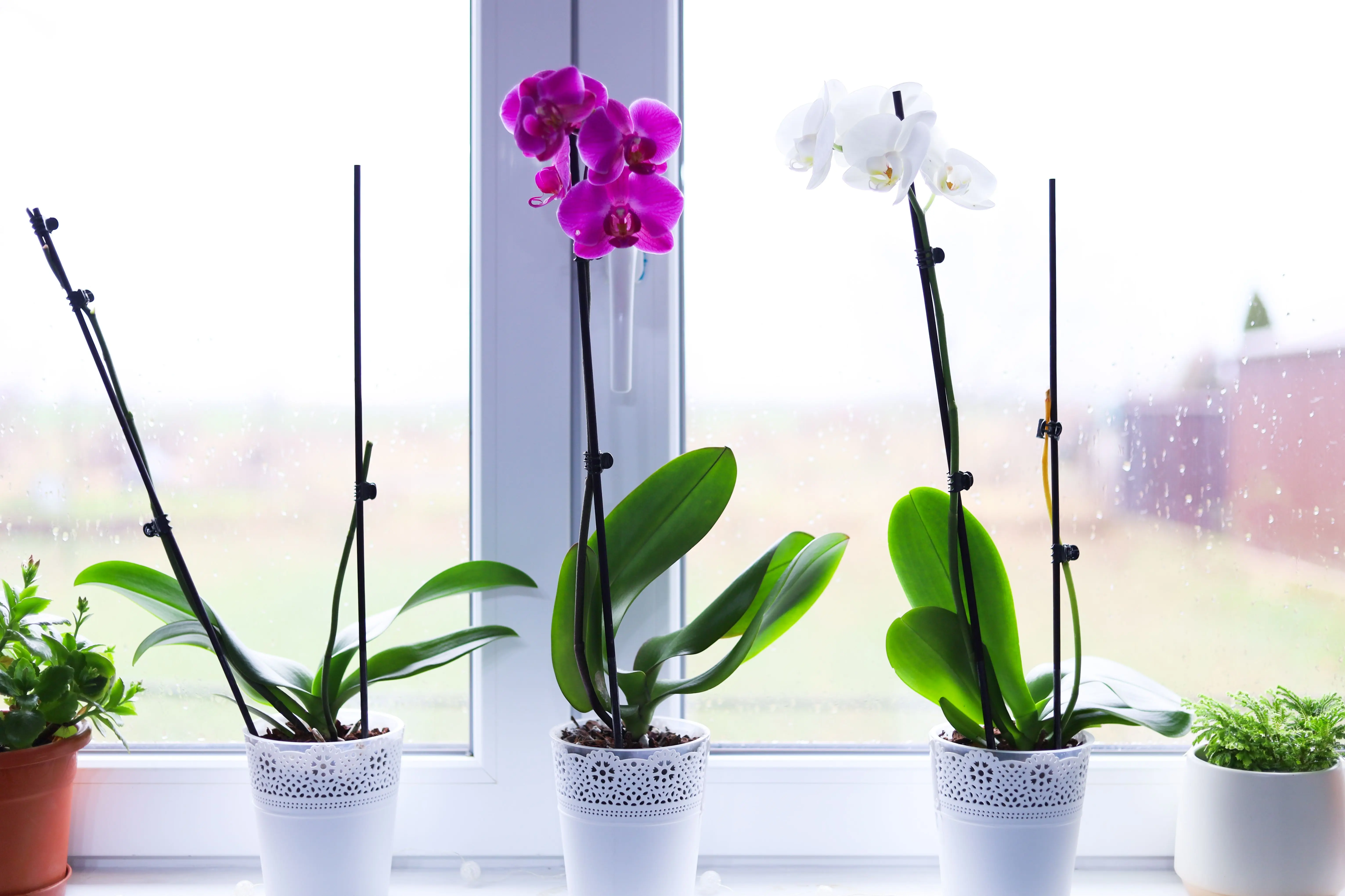 orchid arrangements Close-up of vibrant orchids in pots on a bright windowsill indoors.