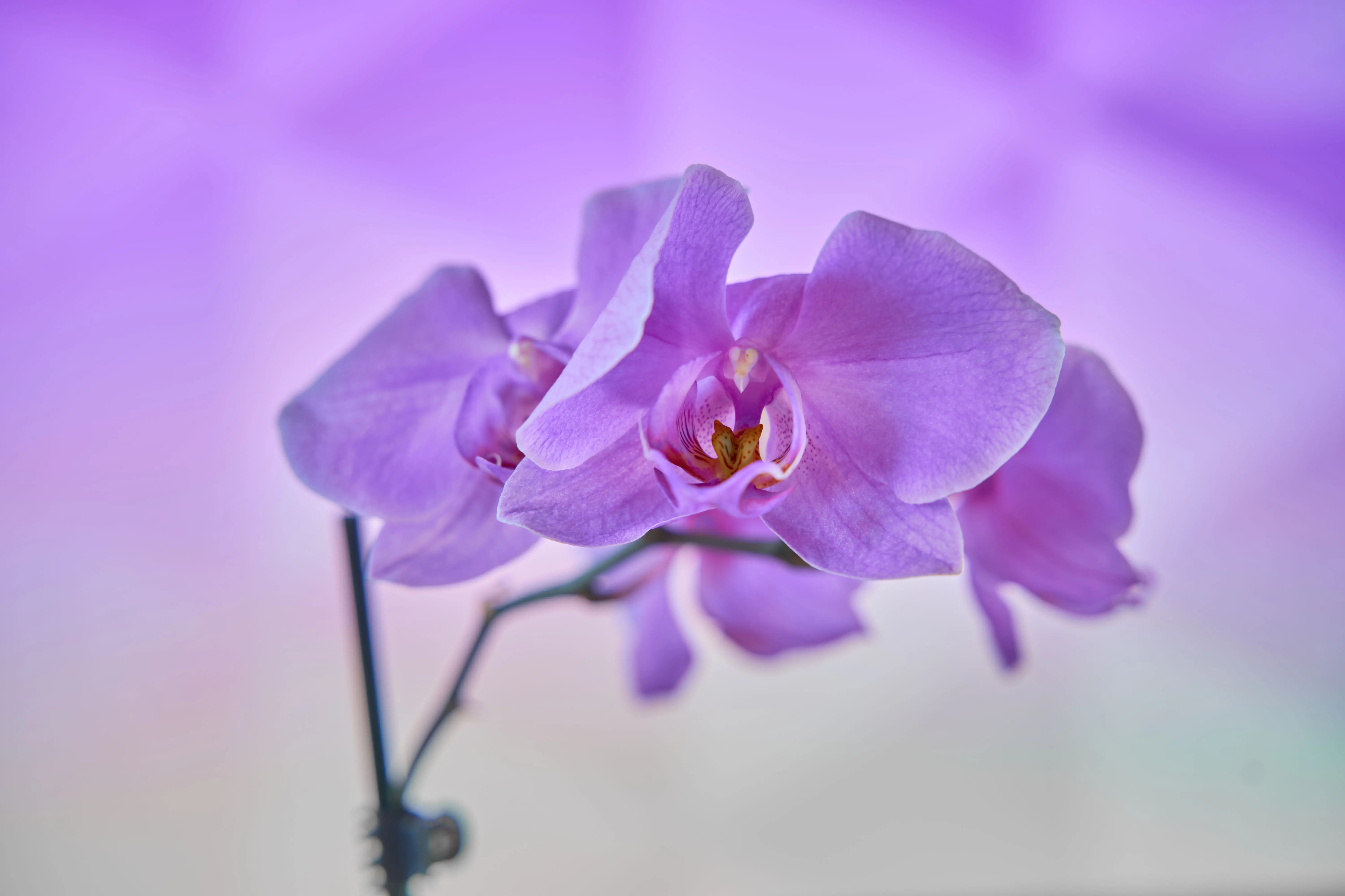 orchid arrangements A stunning close-up of a purple orchid bloom with a soft pastel background.