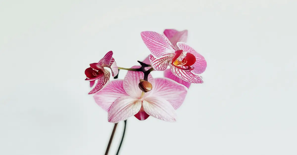 orchid arrangements