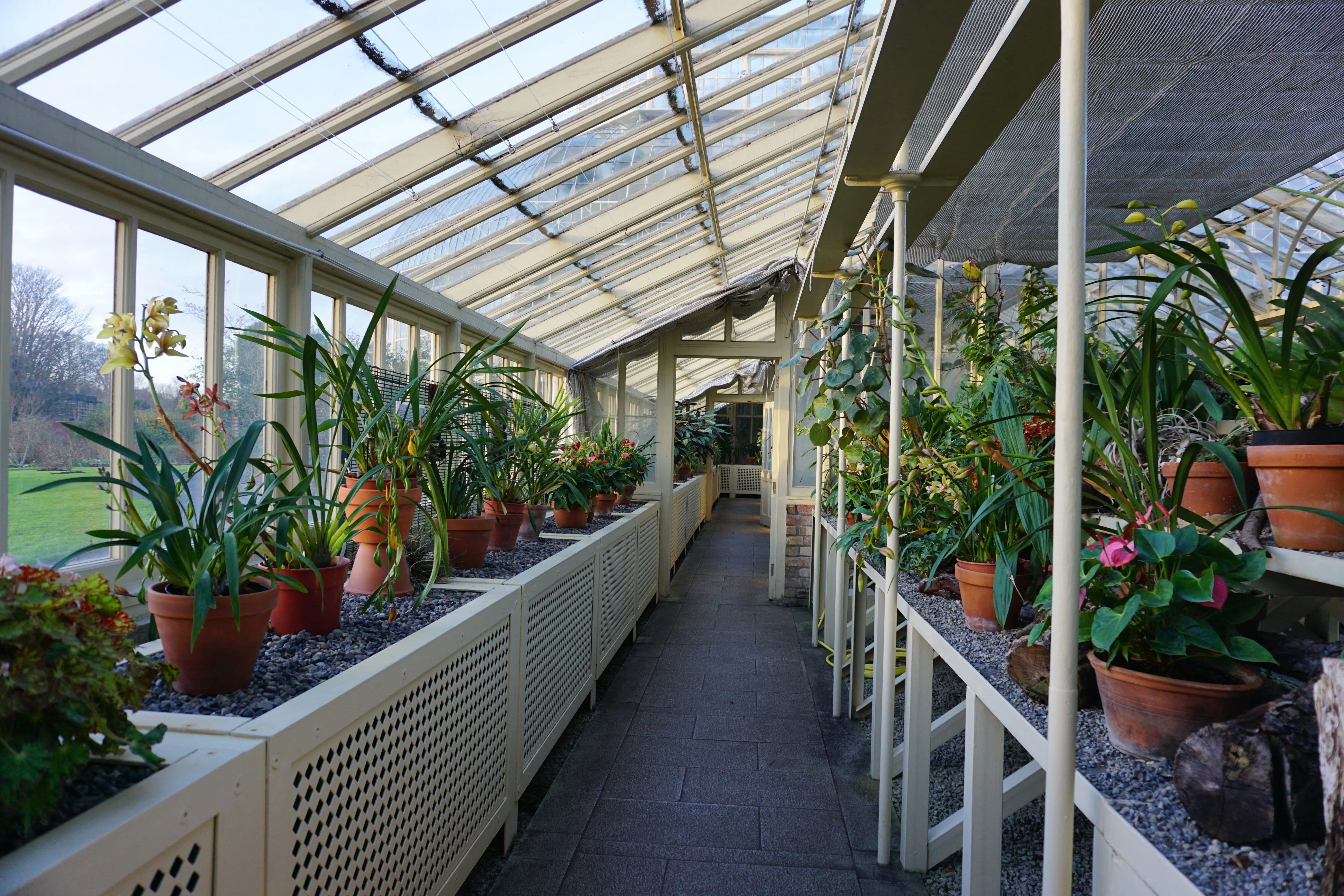 orchid arrangements A vibrant greenhouse filled with diverse plants in pots, showcasing a tranquil indoor botanical garden.