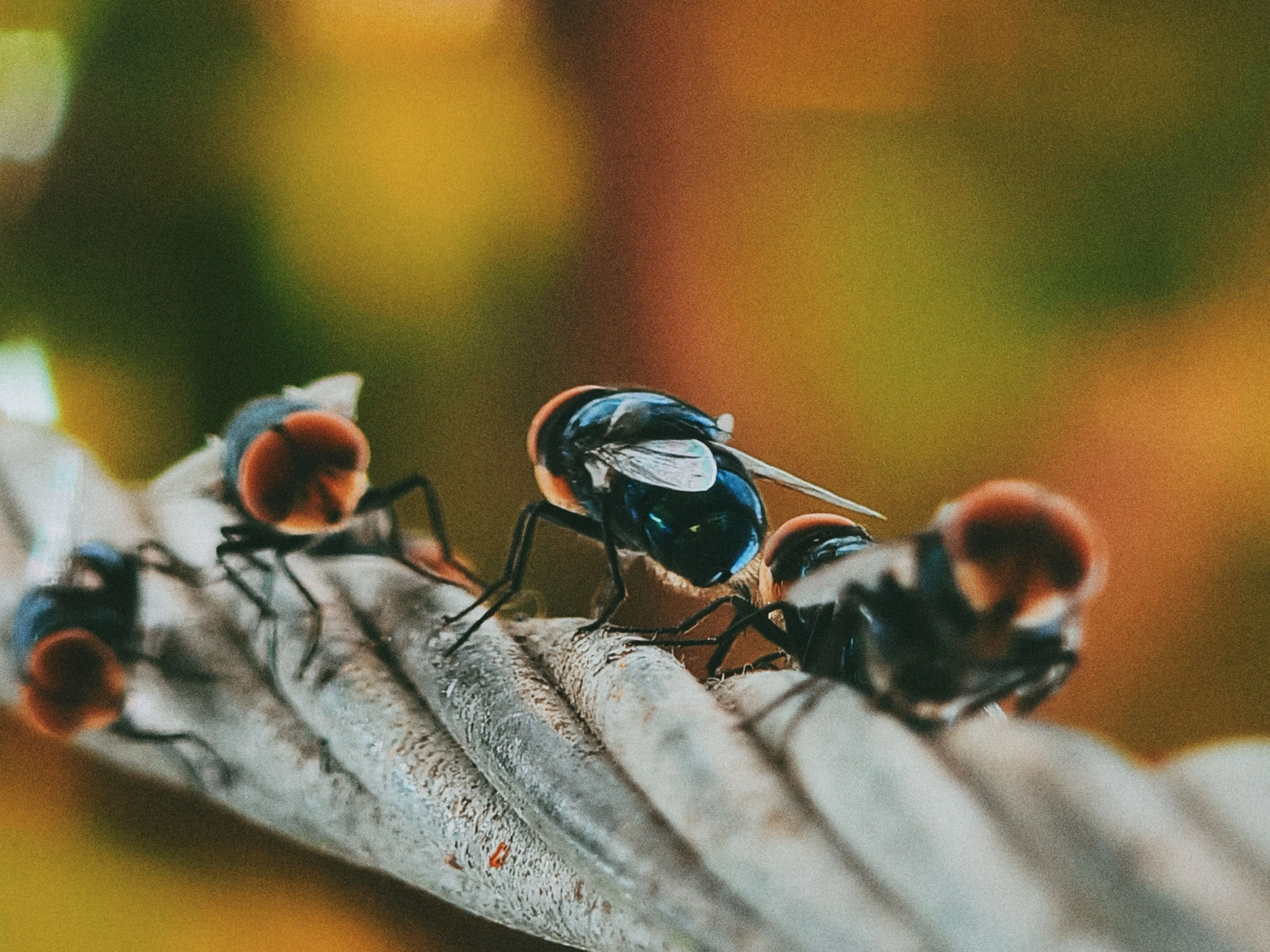 homemade rat poison Macro image of flies on a leaf captured in Coimbatore, India, depicting detailed textures and natural colors.