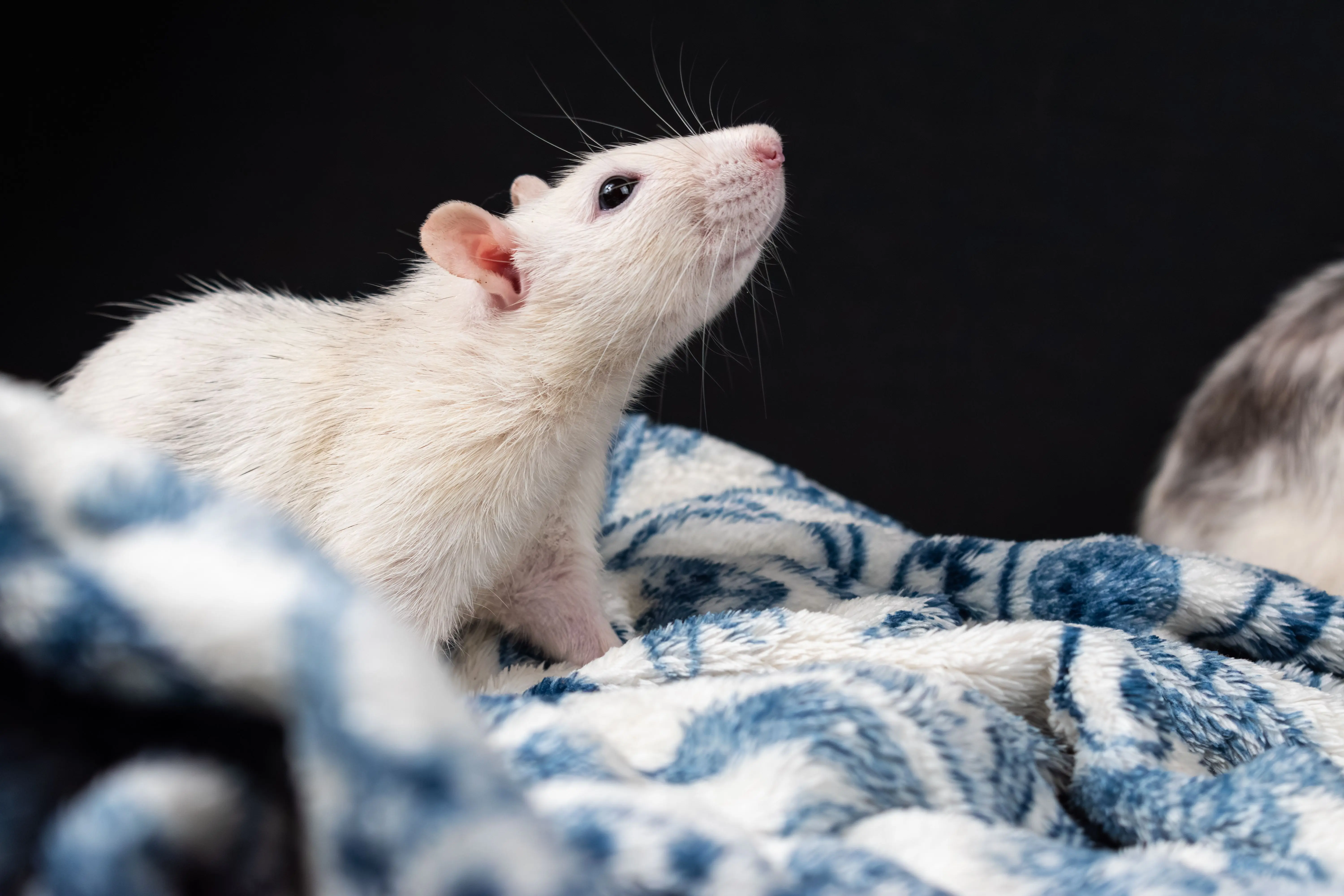just one bite rat poison A white rat resting on a patterned blue and white blanket against a dark background.