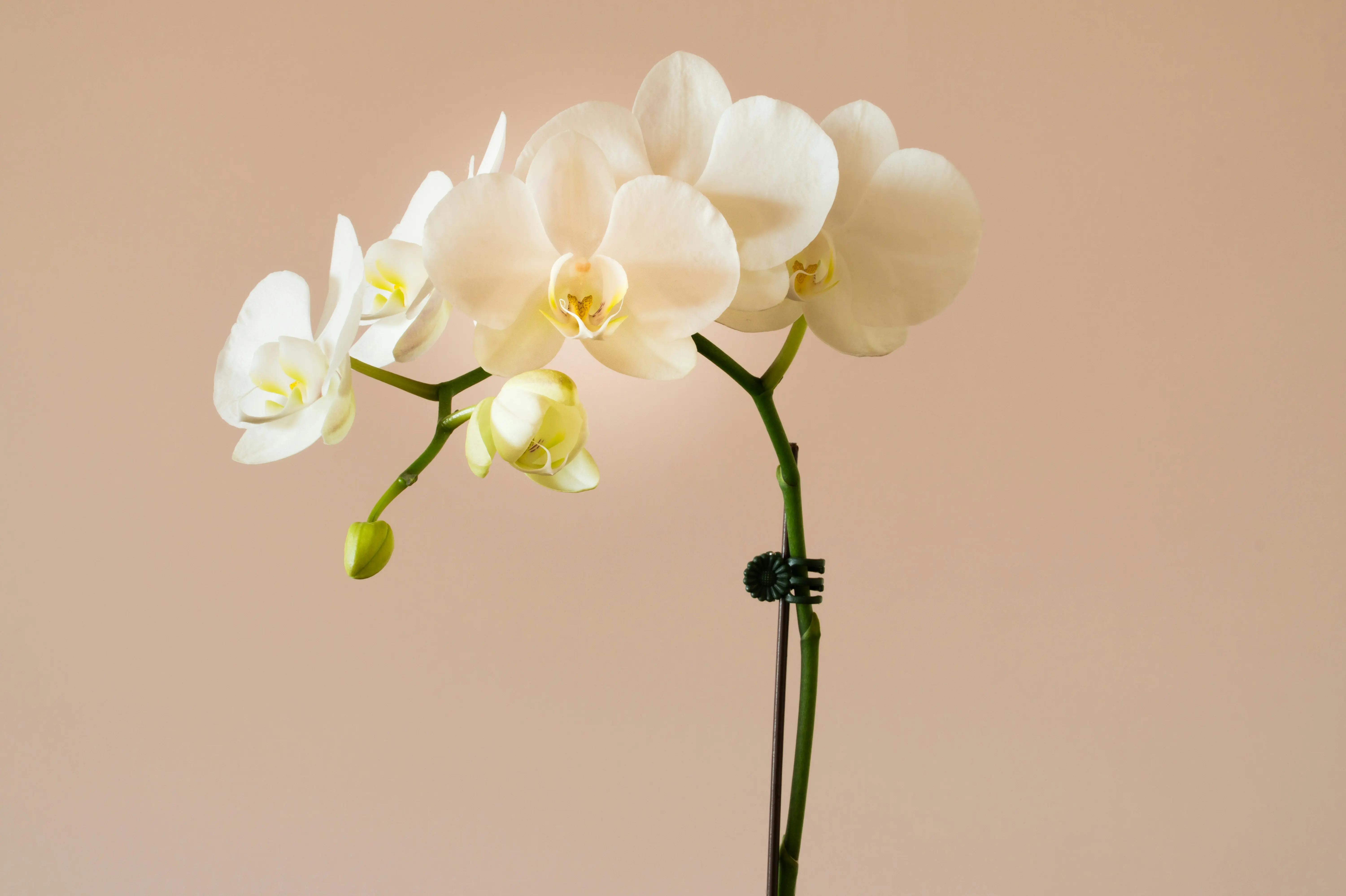 Orchid Arrangements : 7 Amazing Design Secrets !