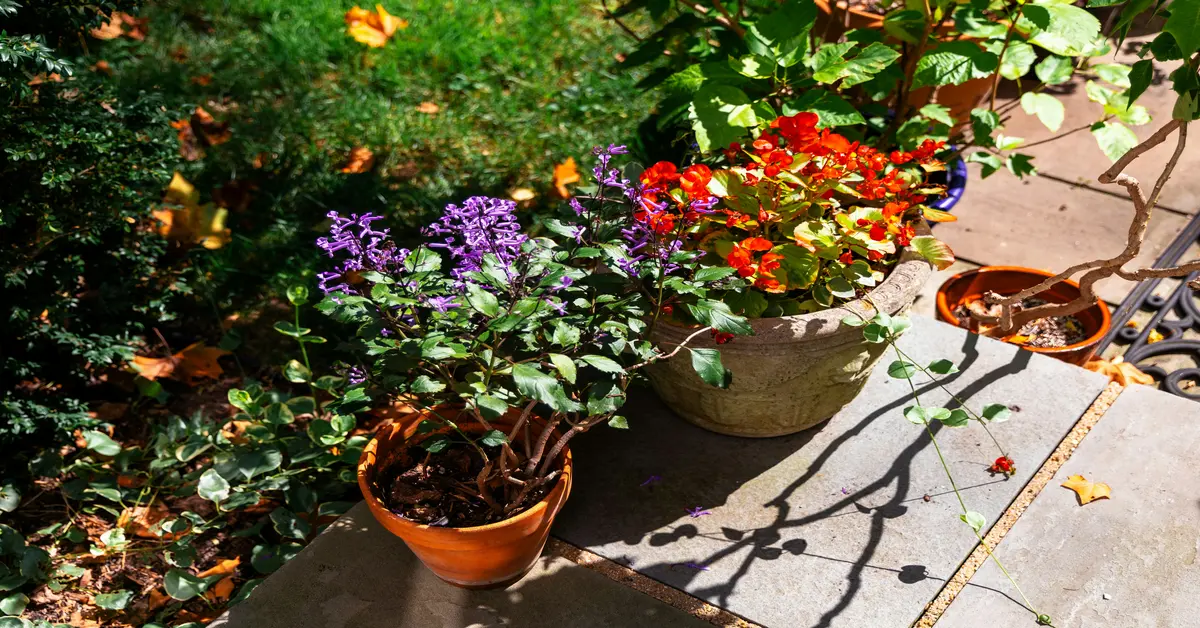 plants resistant to drought