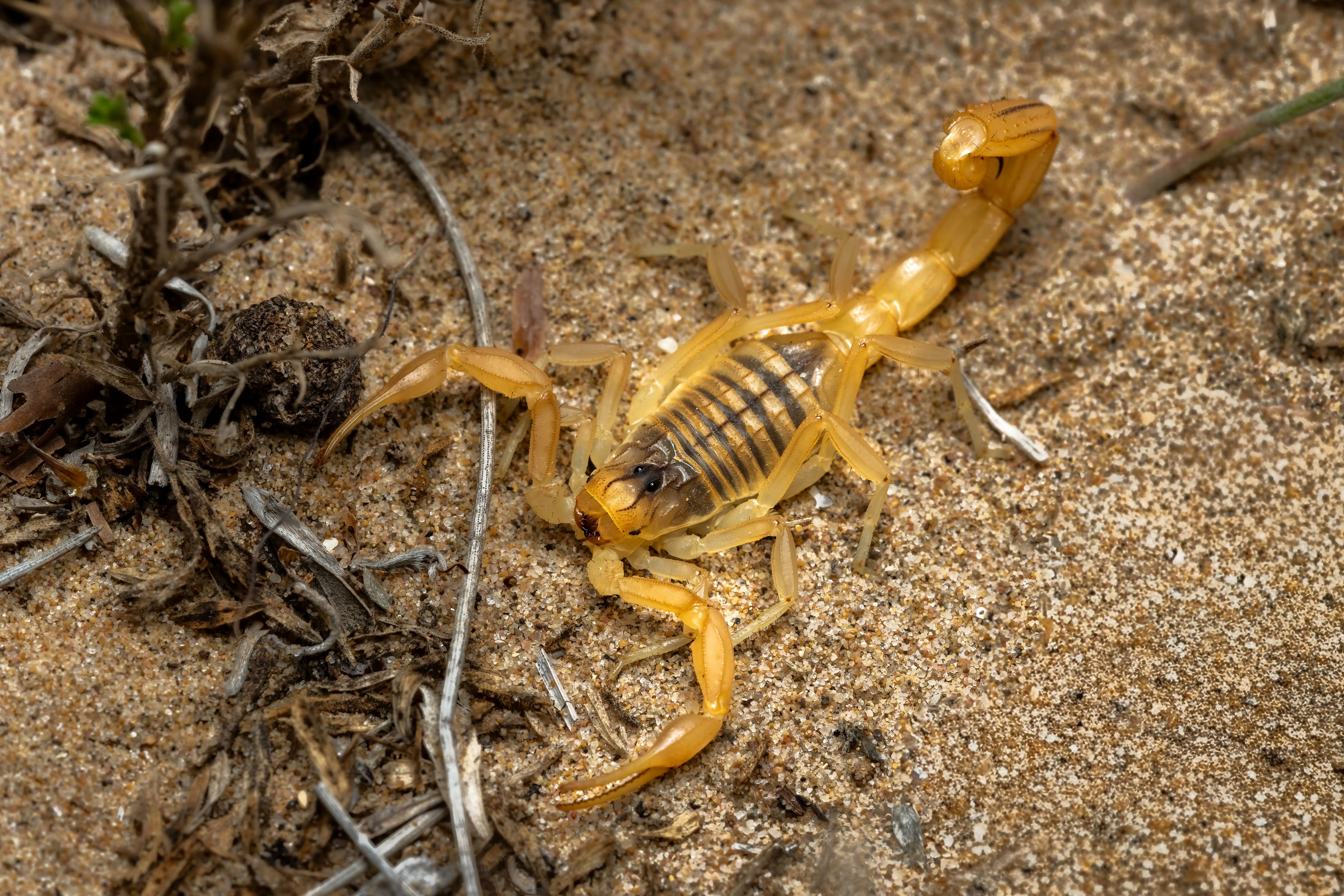 just one bite rat poison Close-up image of a yellow scorpion on sandy ground in Valencia, Spain.