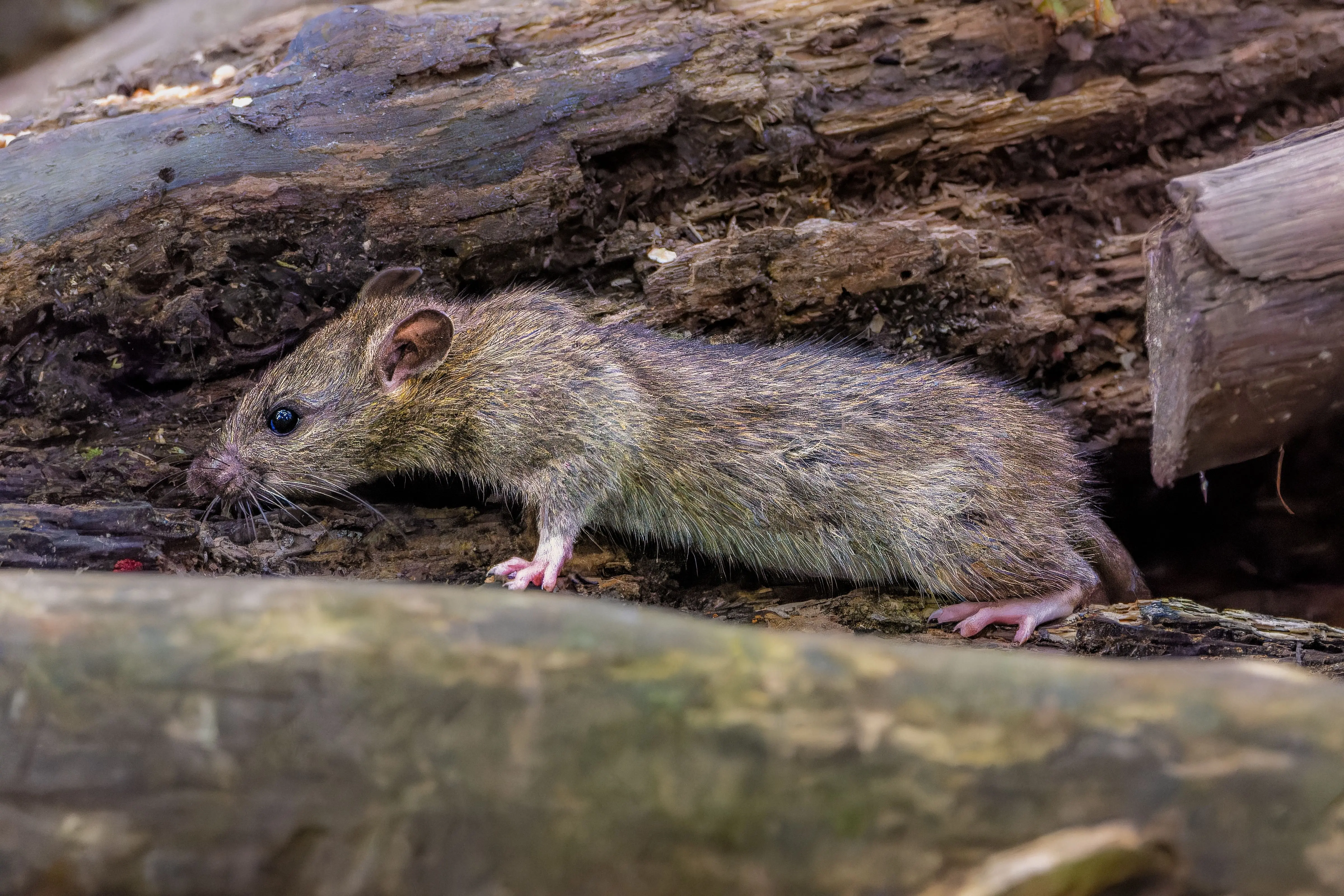 pictures of rat poop Close-up of a wild rat navigating on a forest log, showcasing its natural habitat.