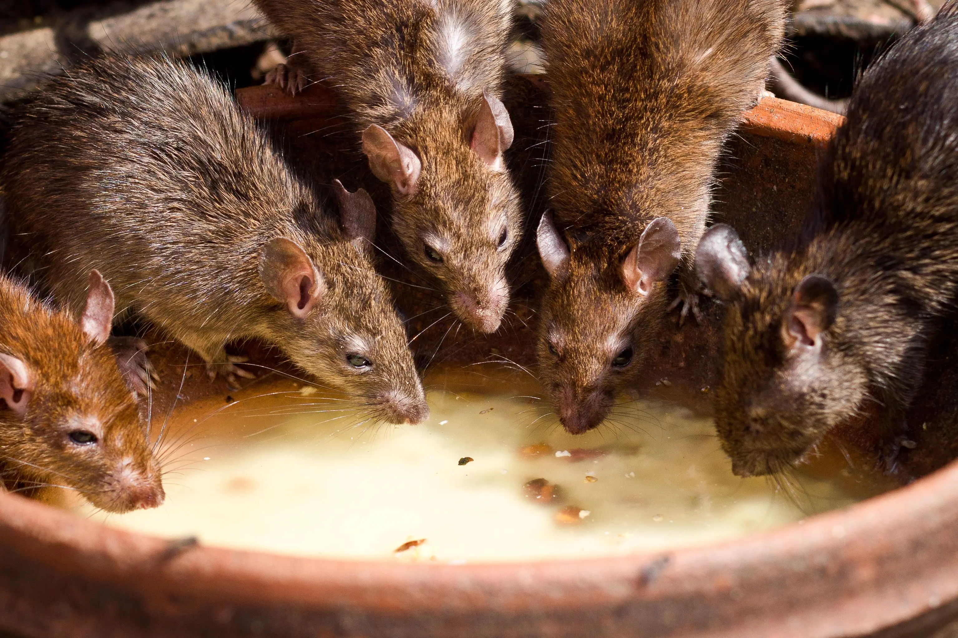 homemade rat poison A group of brown rats drinking milk from a bowl outdoors in natural light.