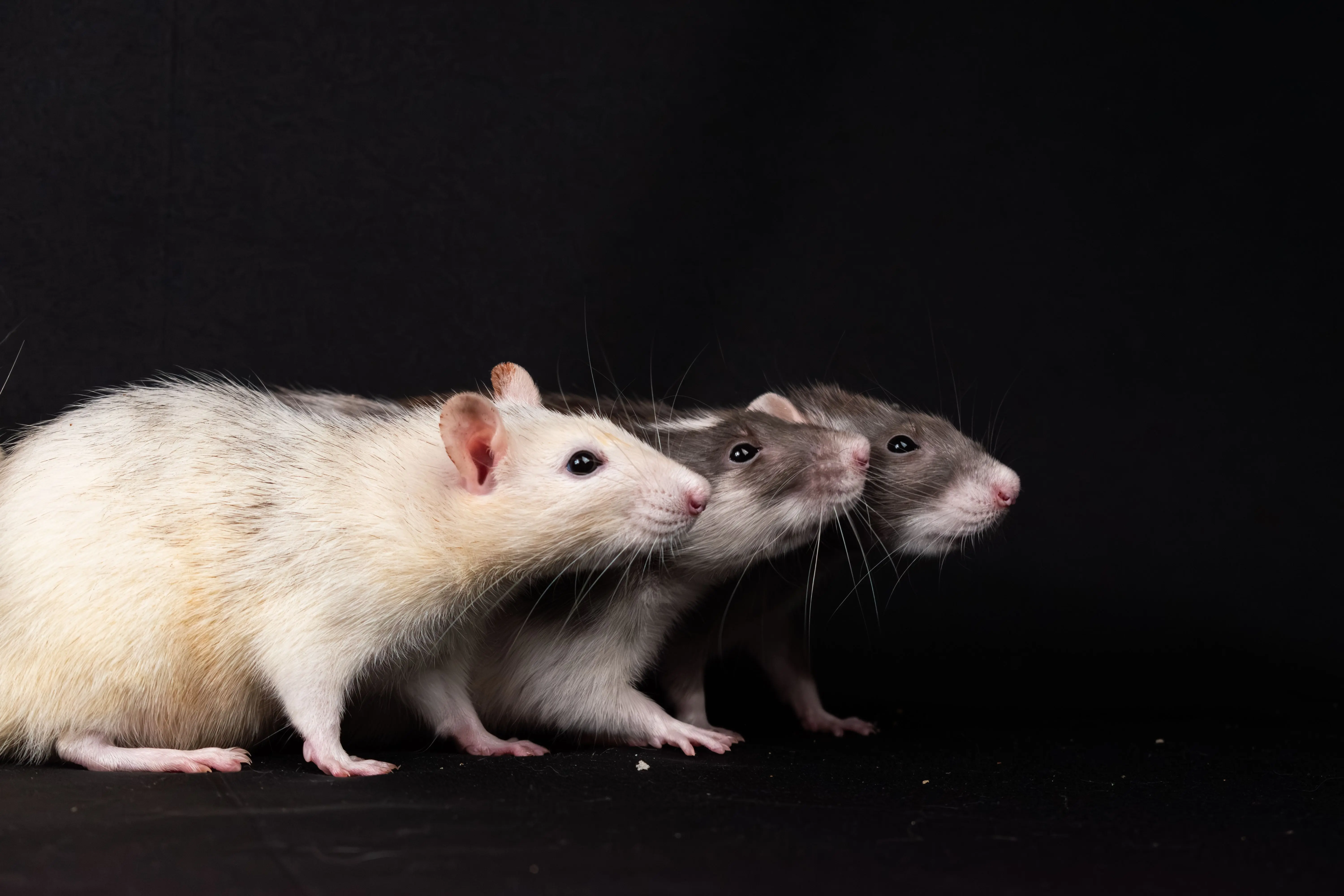 pictures of rat poop Three domestic rats lined up on a black studio background, showcasing their distinctive fur patterns and inquisitive nature.