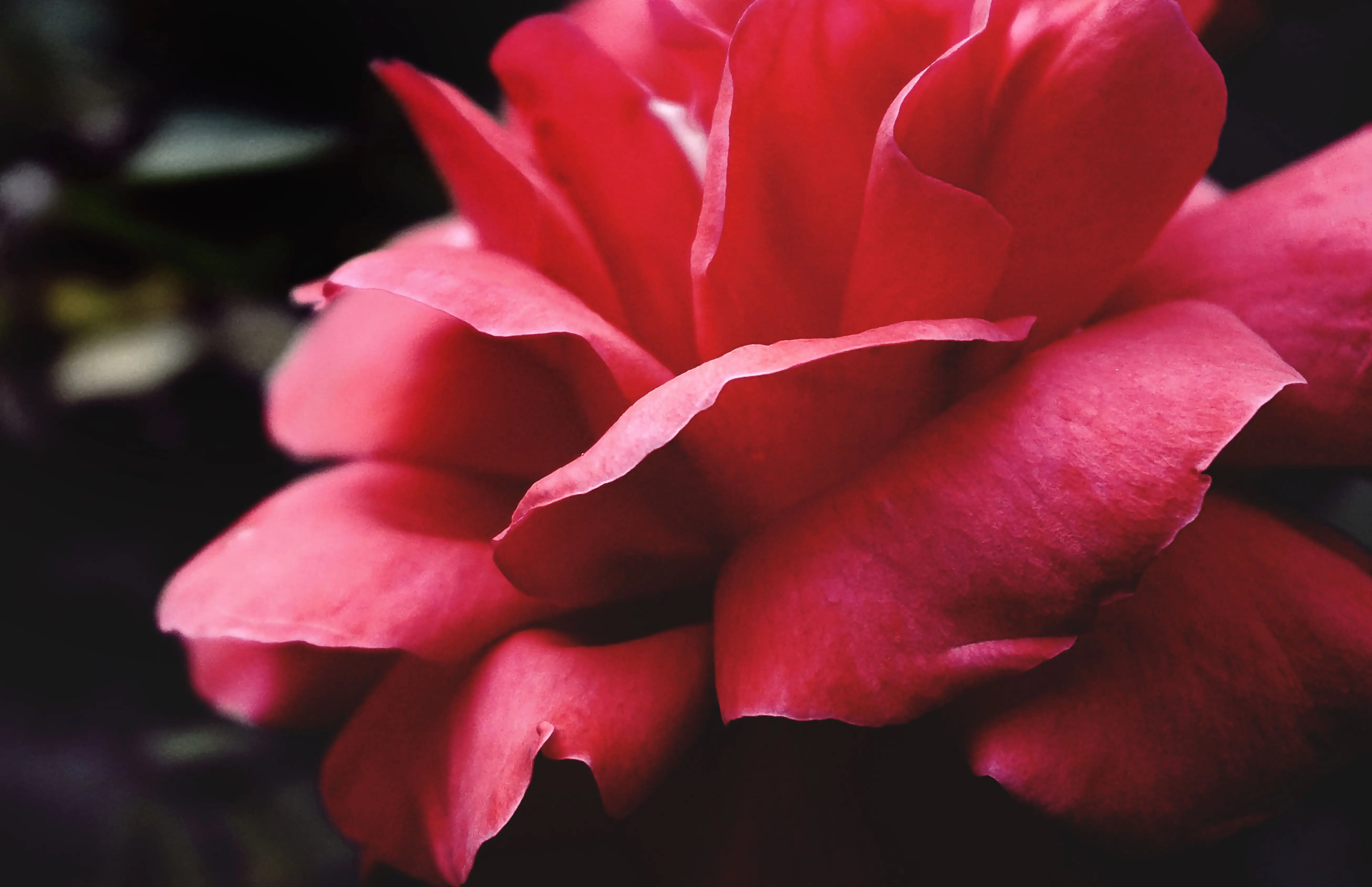 red flower plant Detailed close-up of a vibrant red rose showcasing its delicate petals in full bloom.