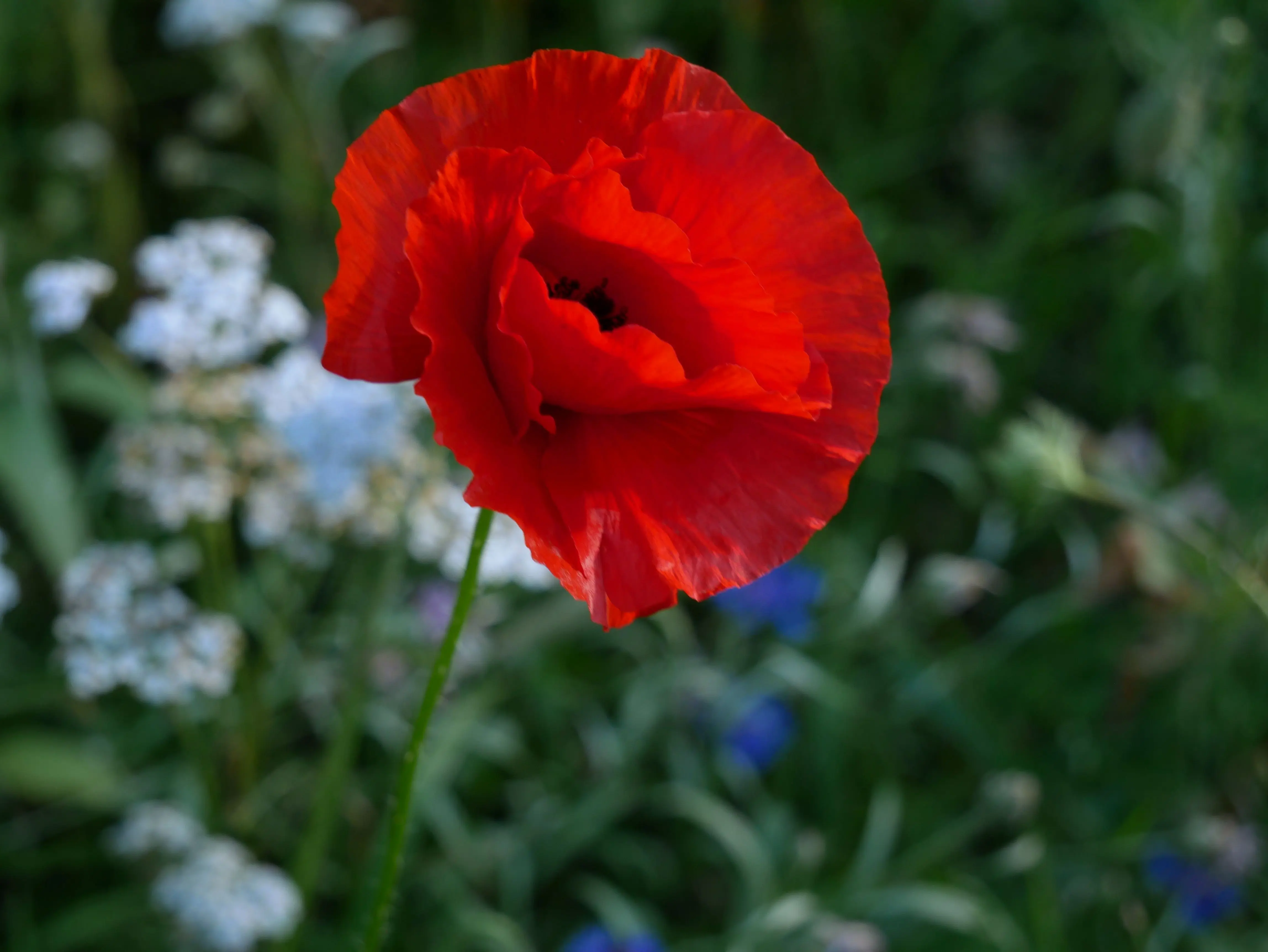 red flower plant Close-up of a bright red poppy flower with green background, symbolizing nature's beauty.