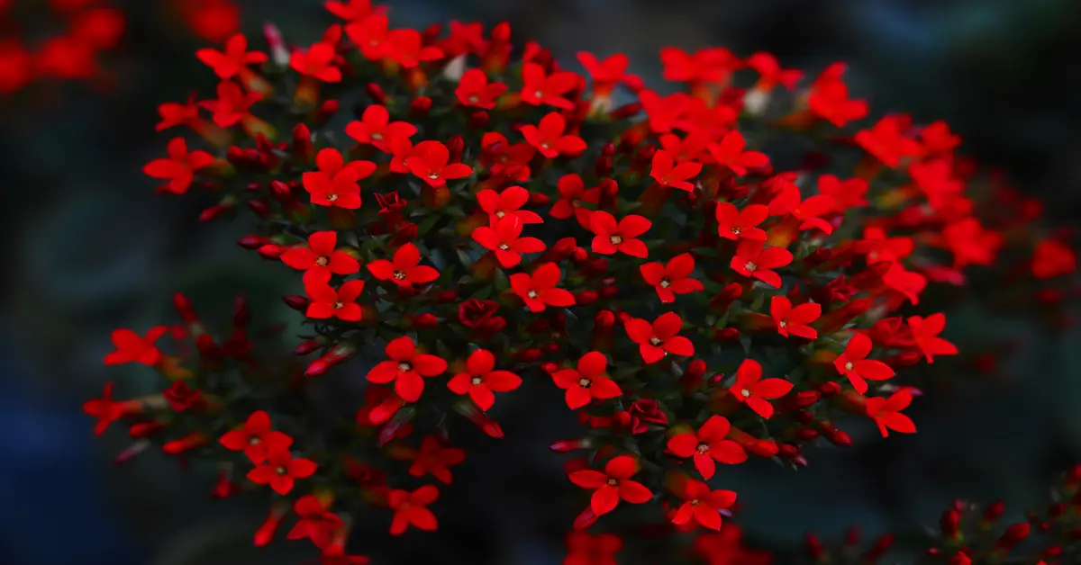 red flower plant