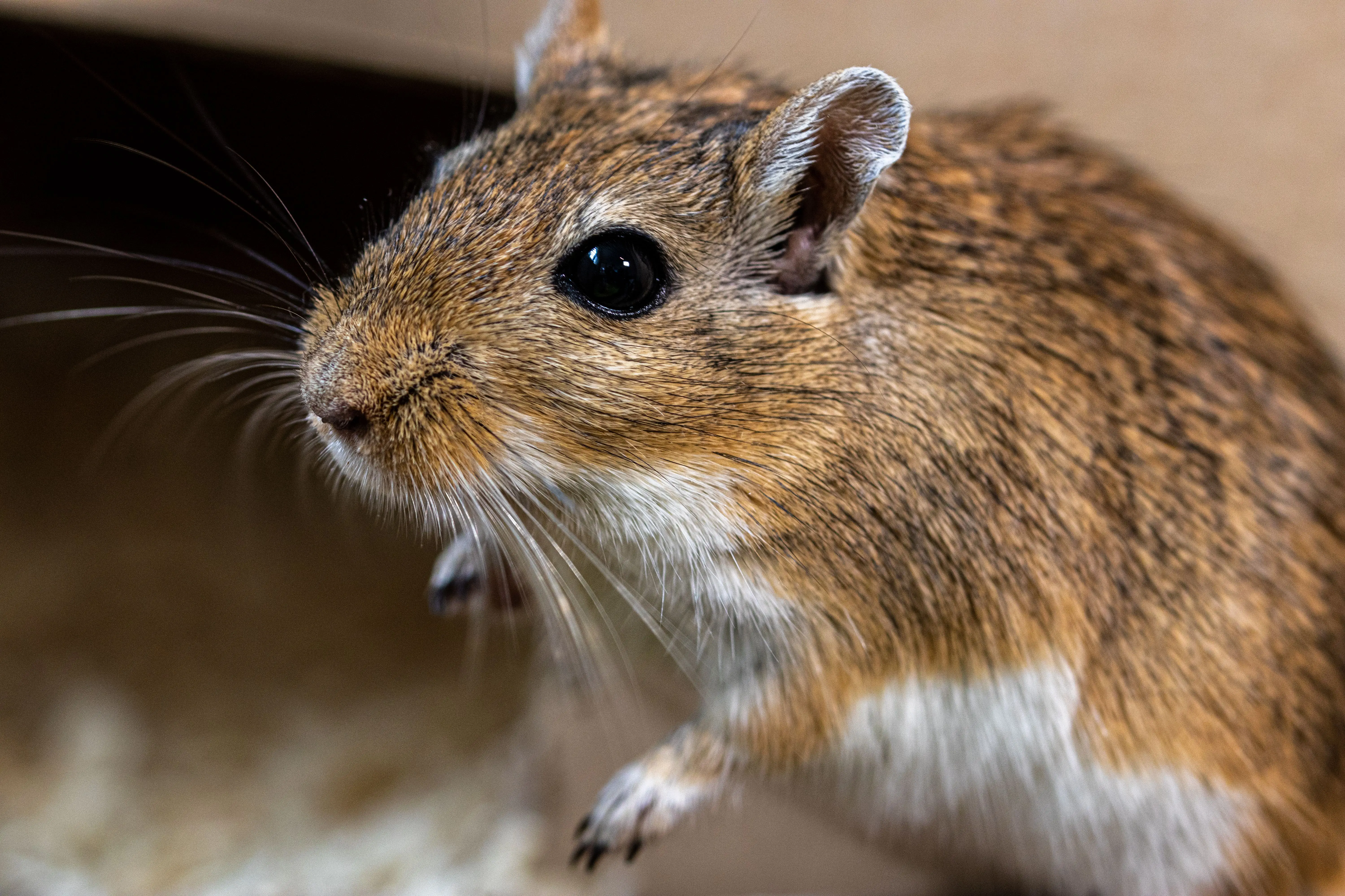 pictures of rat poop A detailed close-up of a cute brown gerbil inside a cage, showing its whiskers and fur.