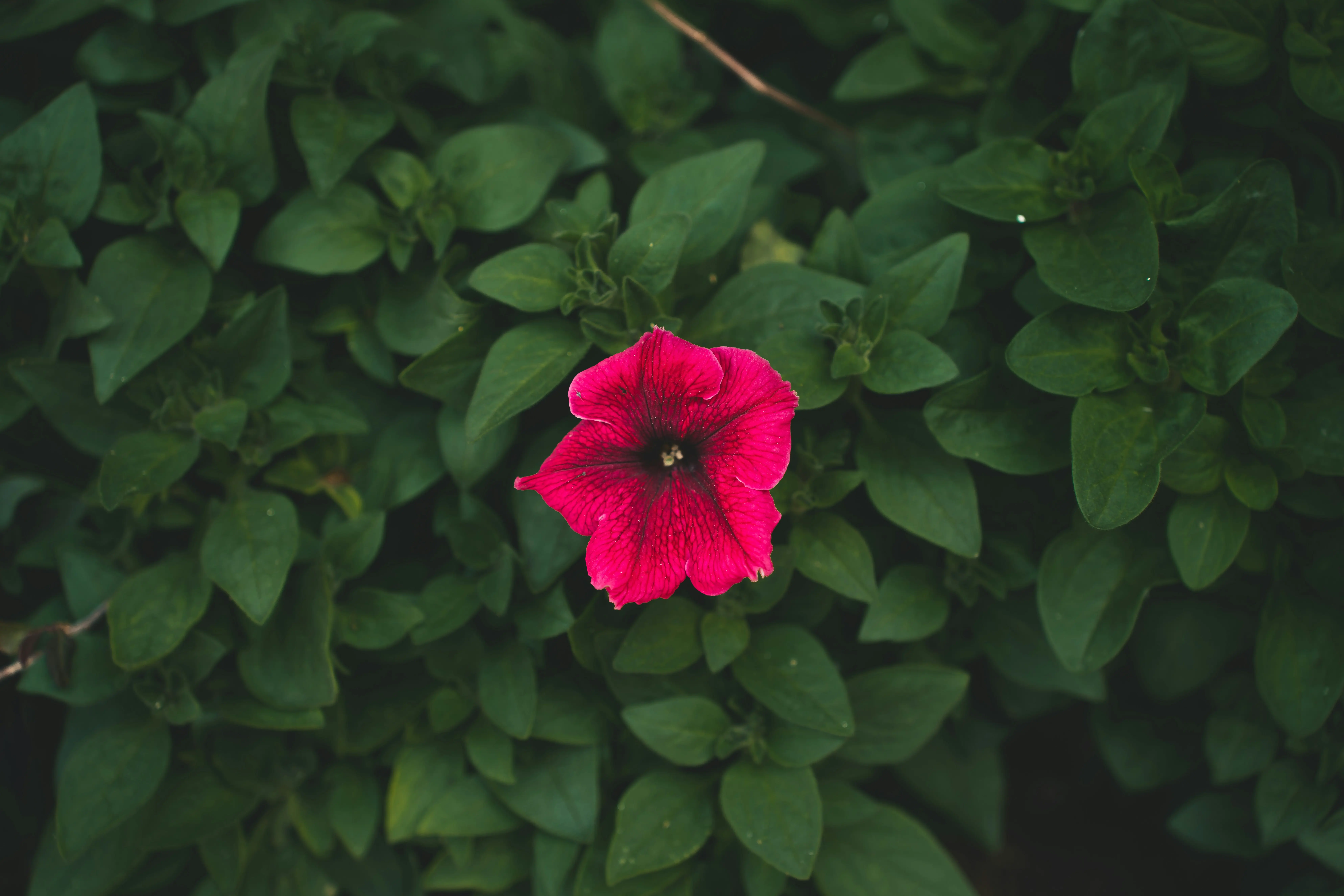 Red Flower Plant : 7 Stunning Blooms for Your Garden