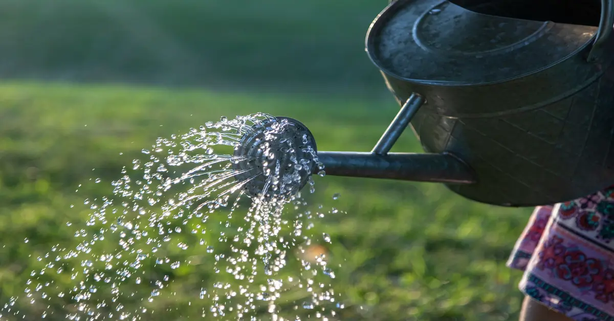 self watering garden