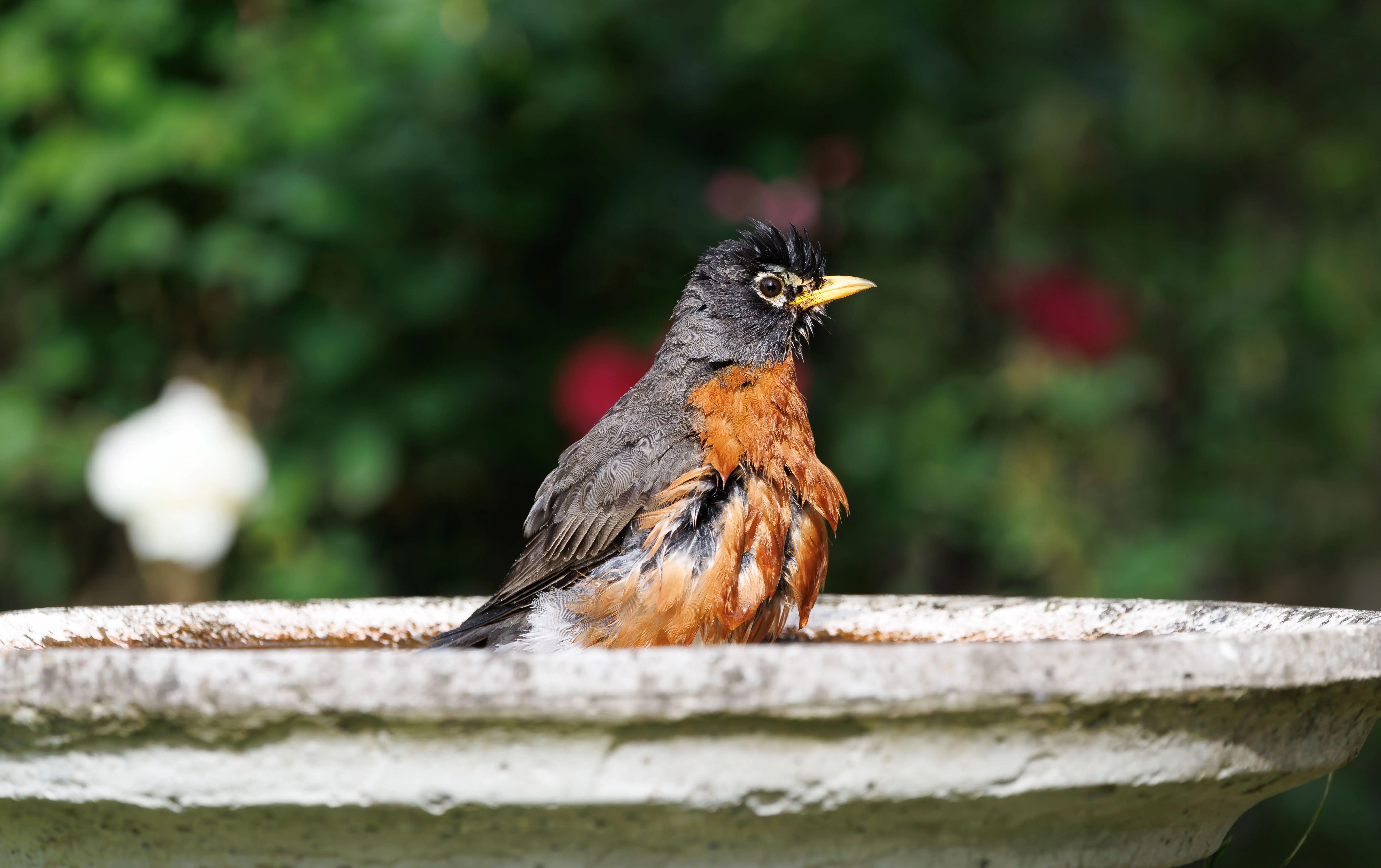 solar powered bird bath A vibrant American Robin enjoying a refreshing bath in a garden birdbath.