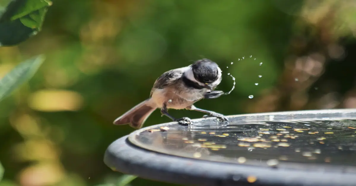 solar powered bird bath