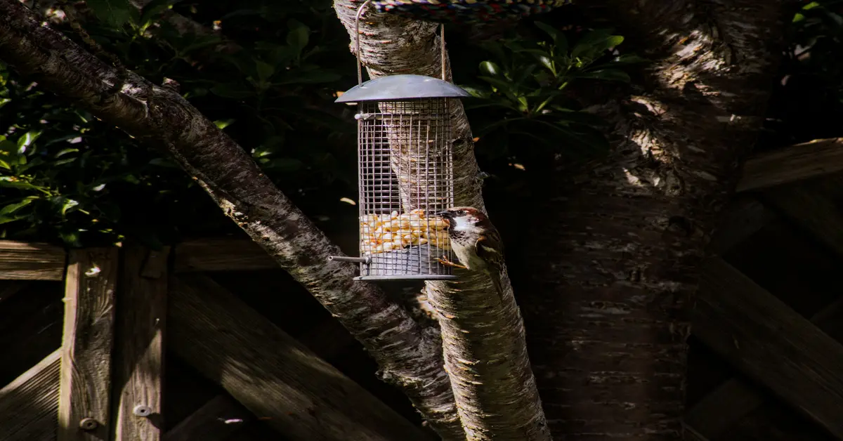 squirrel proof suet feeder