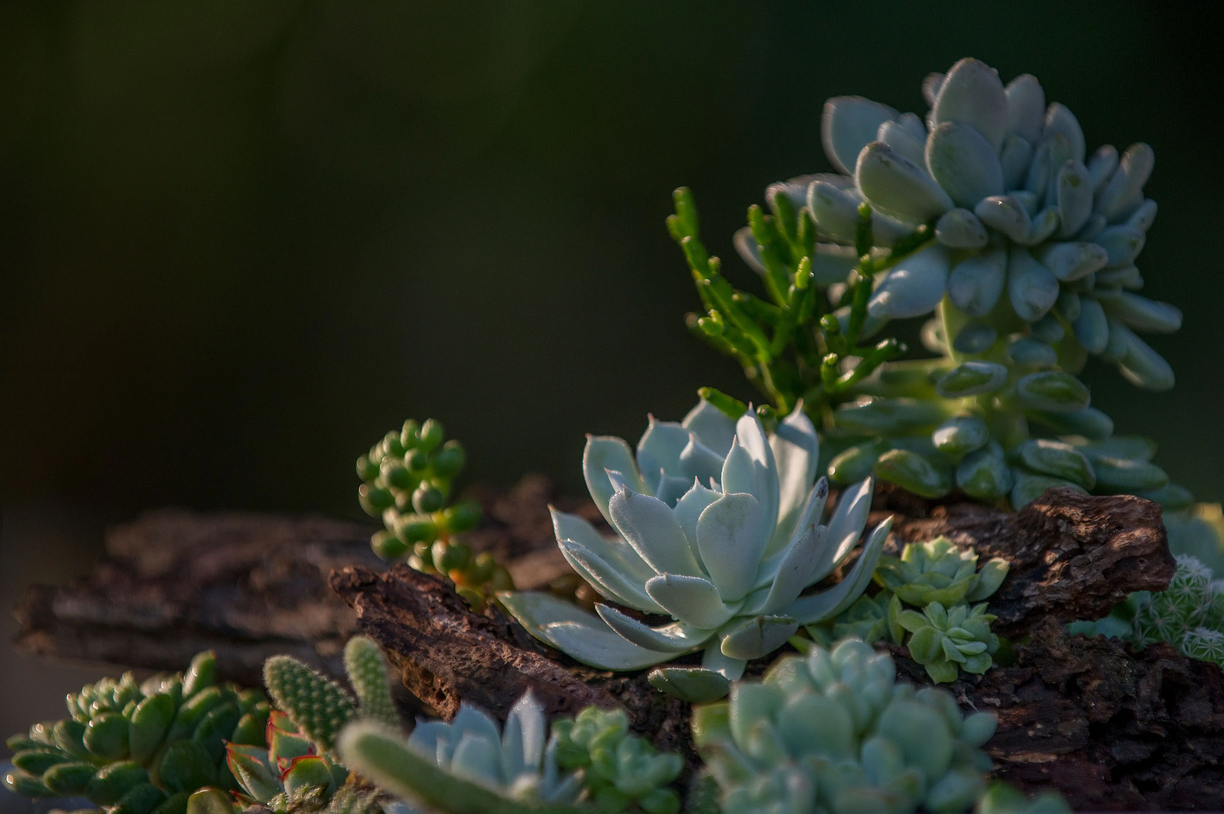 plants resistant to drought Close-up view of a variety of succulents in a natural garden setting, beautifully lit.