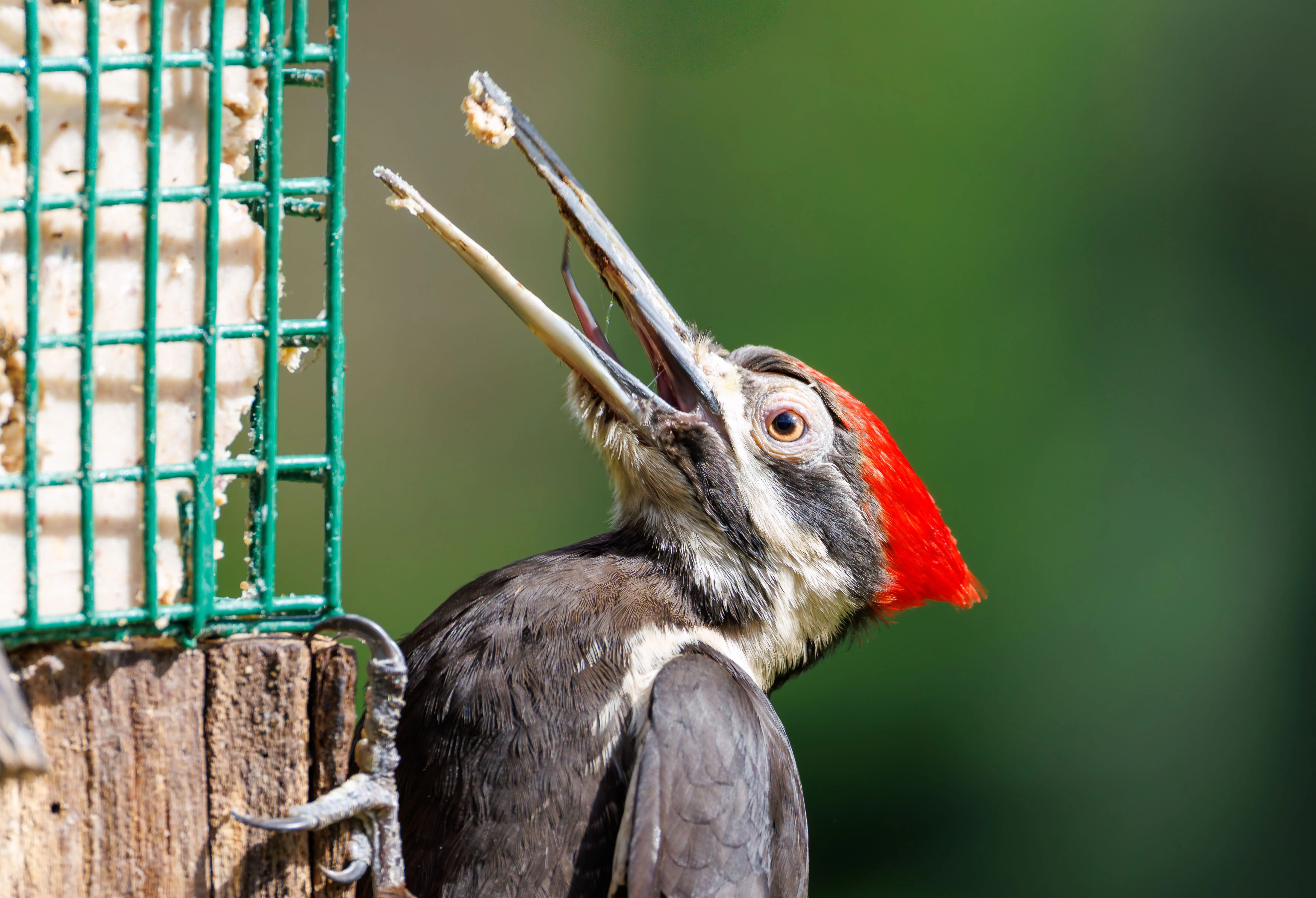 squirrel proof suet feeder Vivid photo of a Pileated Woodpecker feeding from a backyard suet feeder.