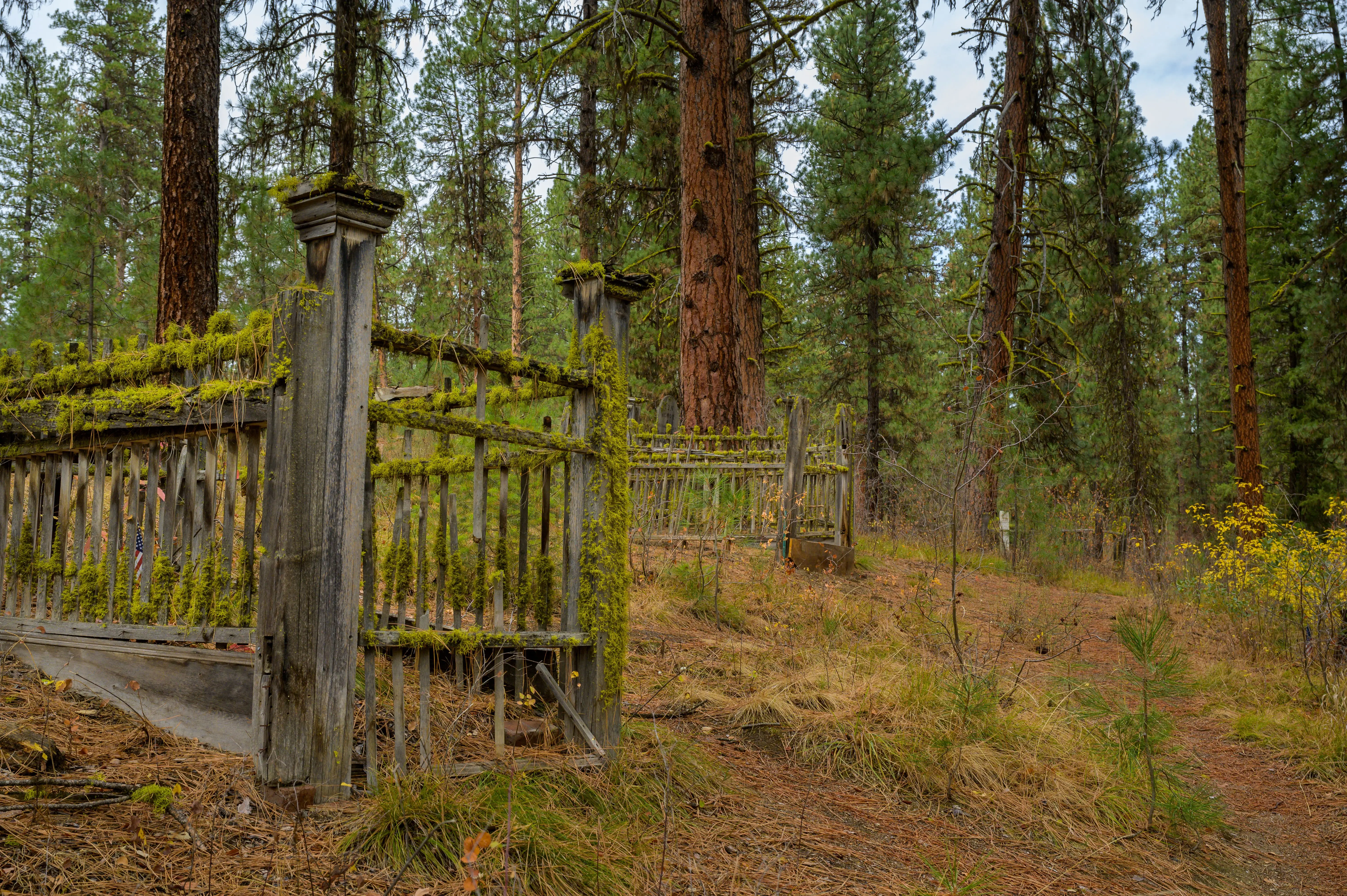 pvc fence gate Moss-covered wooden fence in an old forest landscape, surrounded by tall trees and wildflowers.