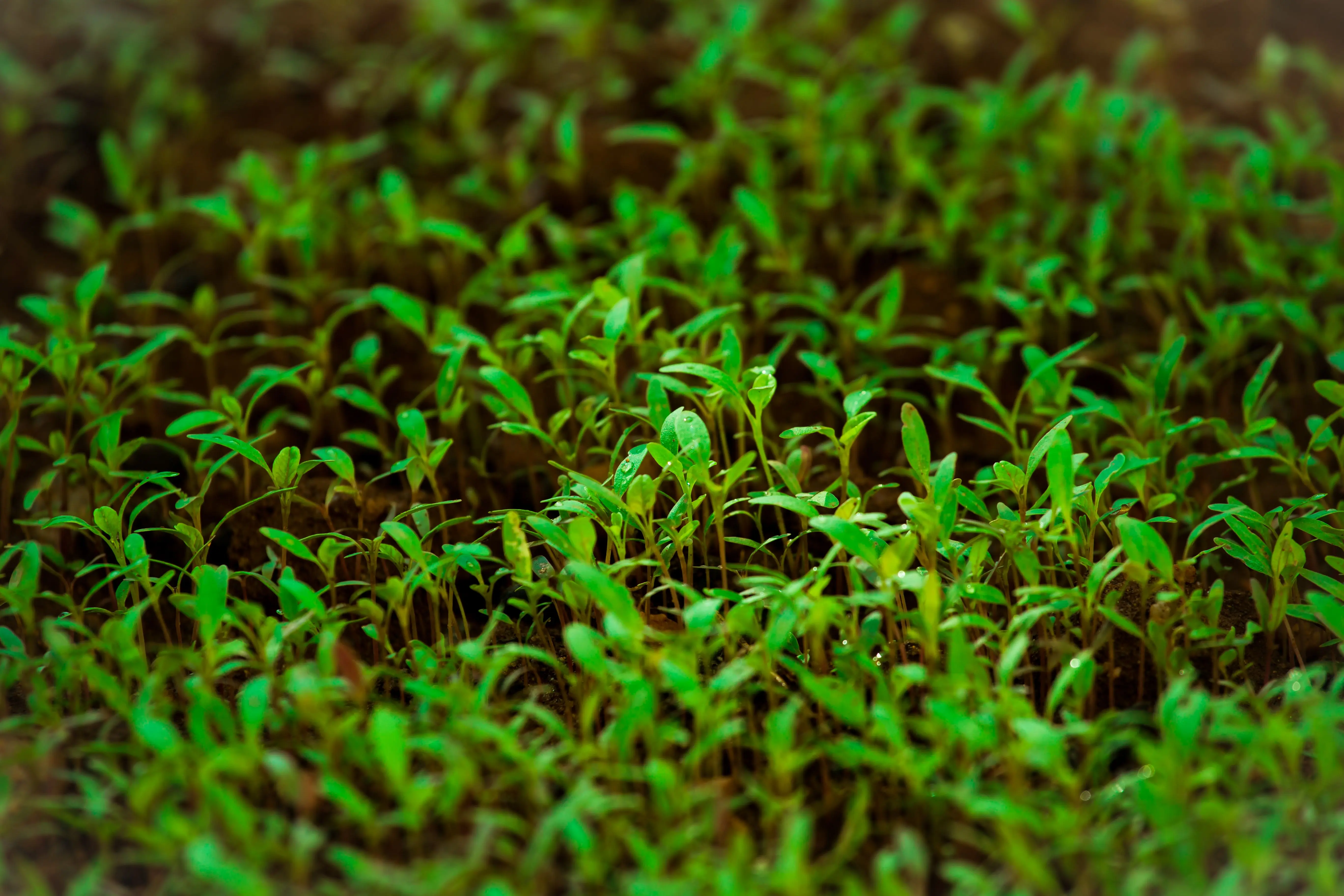 self watering garden Close-up of vibrant green sprouts growing densely in a natural garden environment.