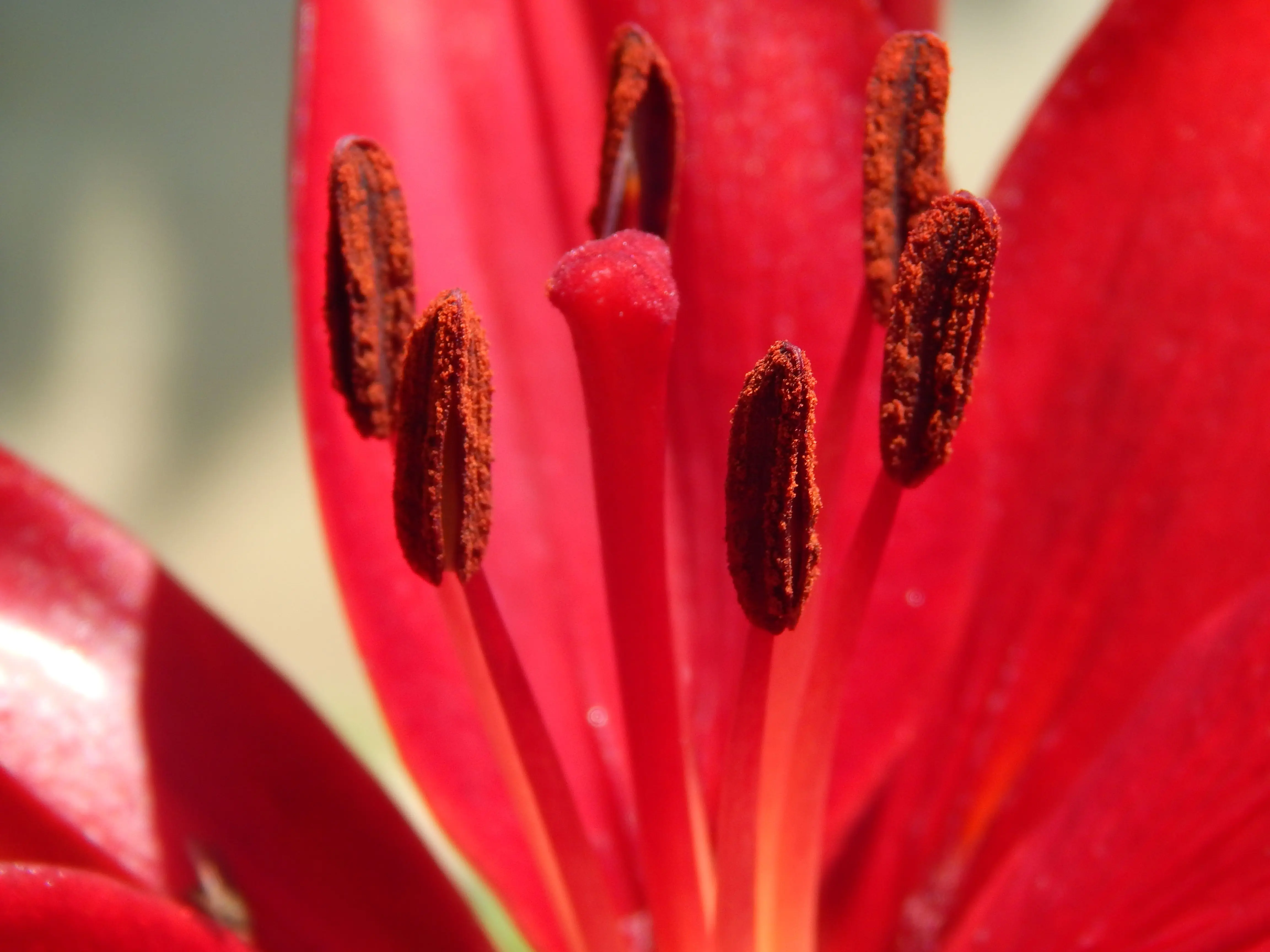 red flower plant Close-up macro shot of vibrant red lily stamen, showcasing intricate details and textures.