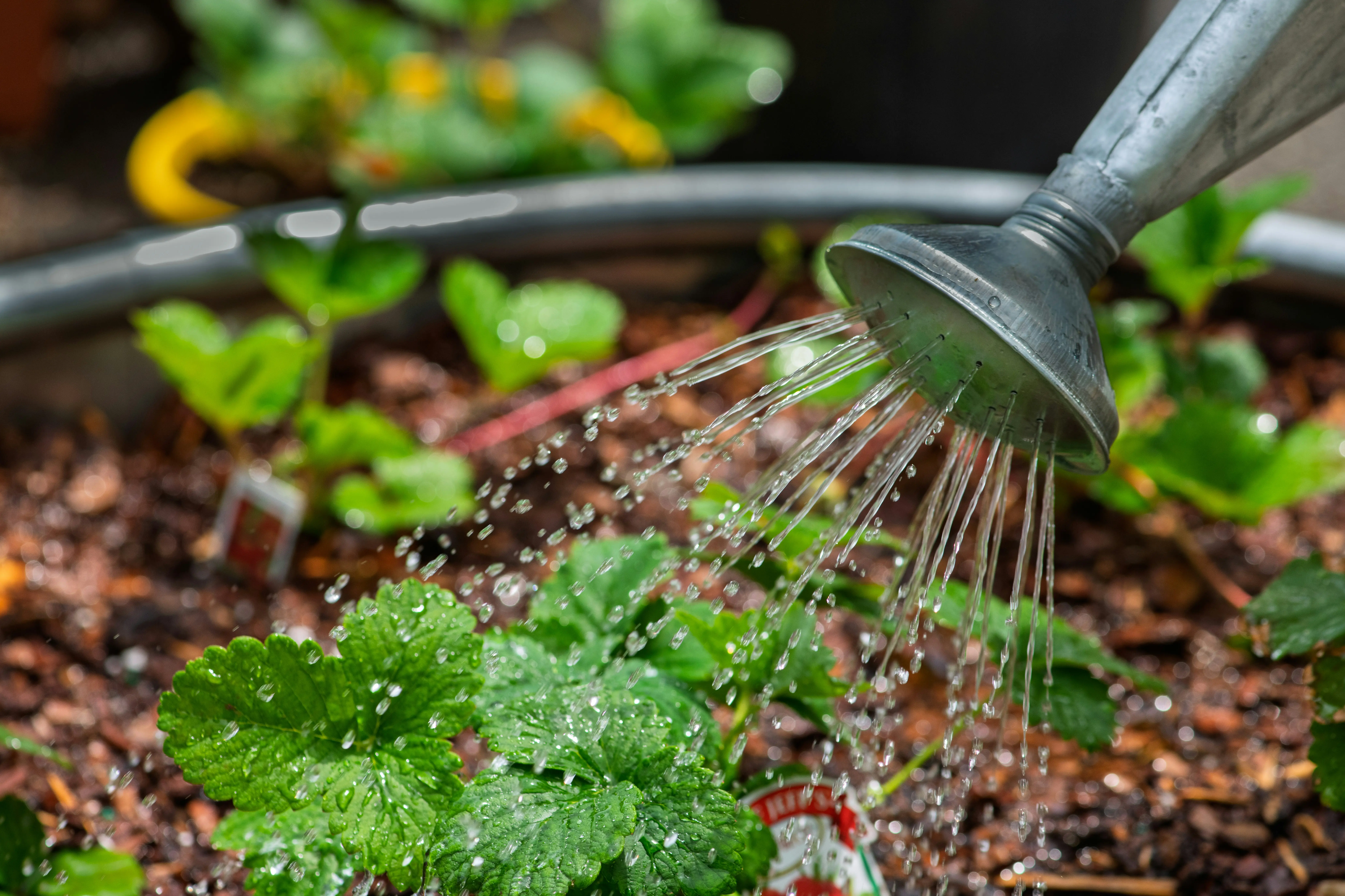 Self Watering Garden : 7 Amazing Benefits Today !