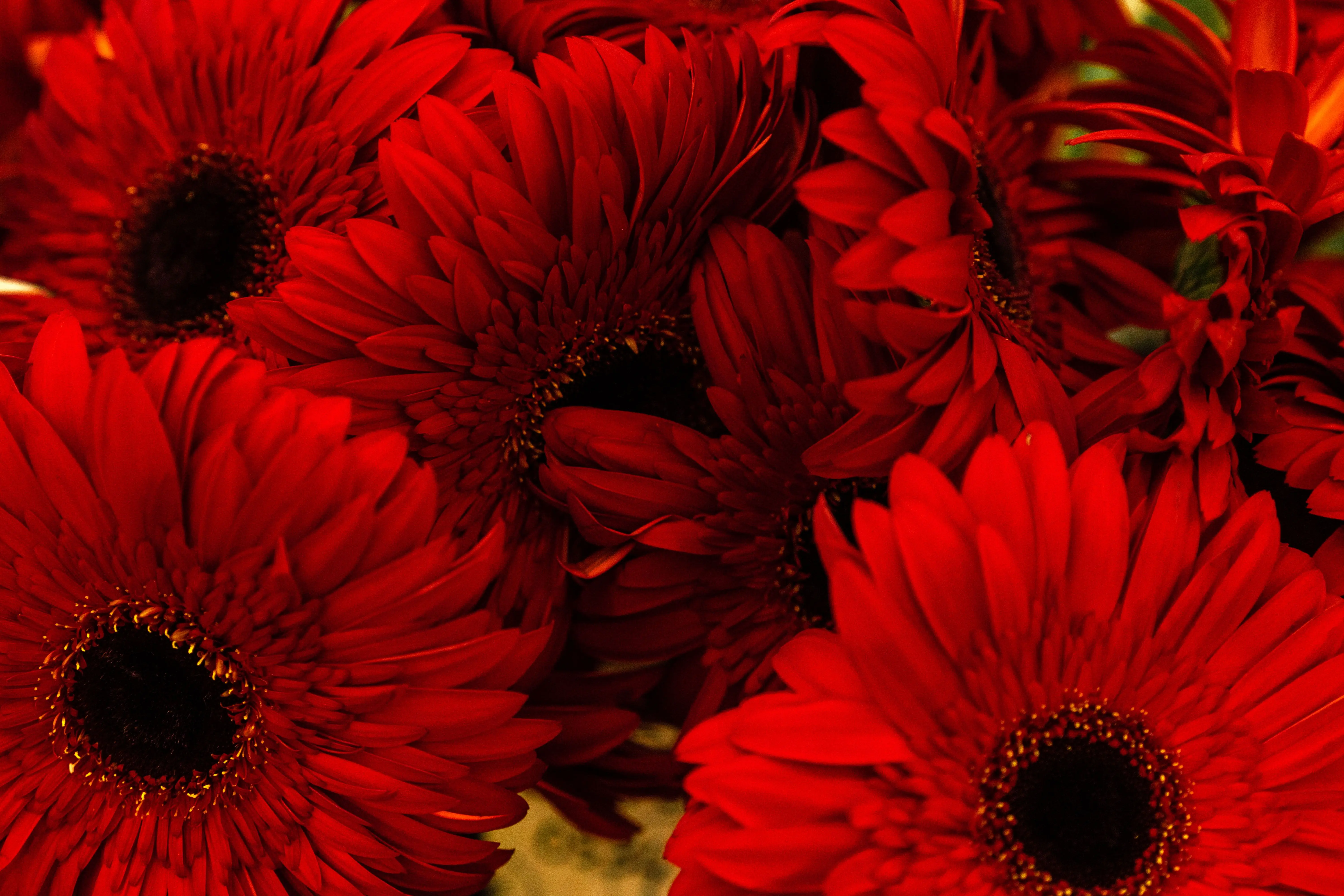 gerbera flower bouquet A stunning close-up of vibrant red gerbera daisies, showcasing their intricate petals.
