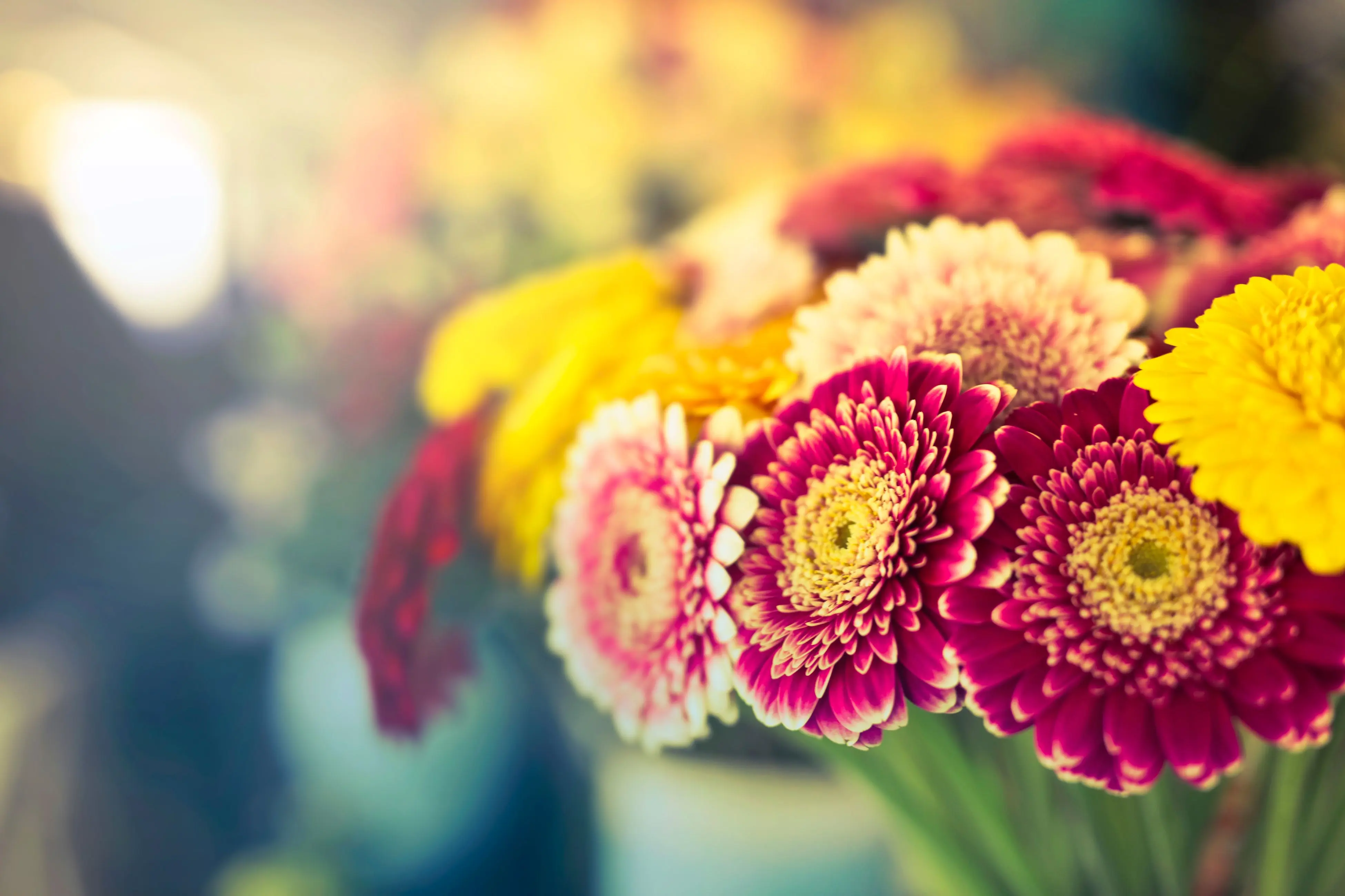 gerbera flower bouquet Close-up of colorful Gerbera daisies in vibrant bloom, capturing fresh spring essence.