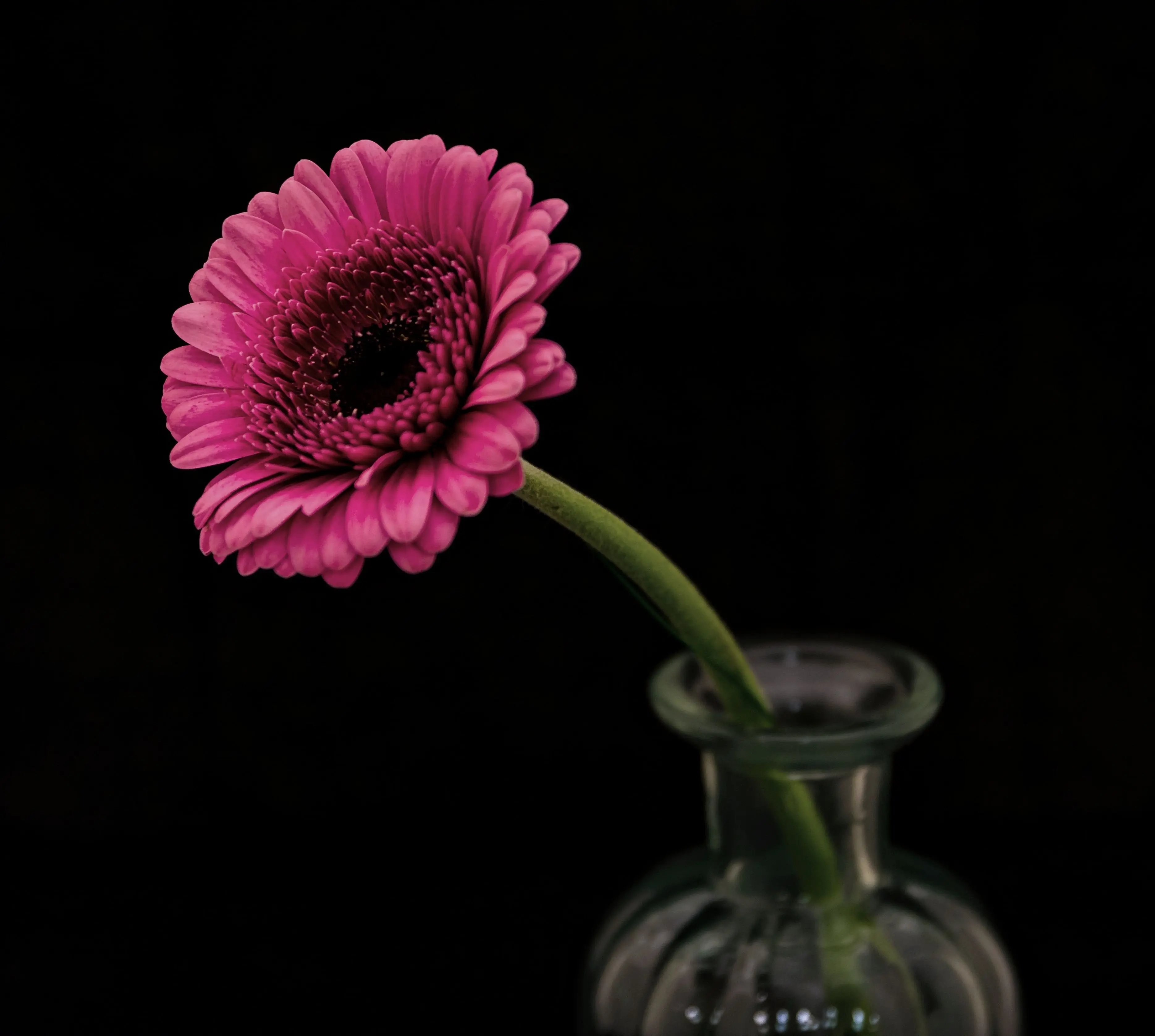 gerbera flower bouquet Close-up of a pink gerbera daisy in a glass vase against a dark background.