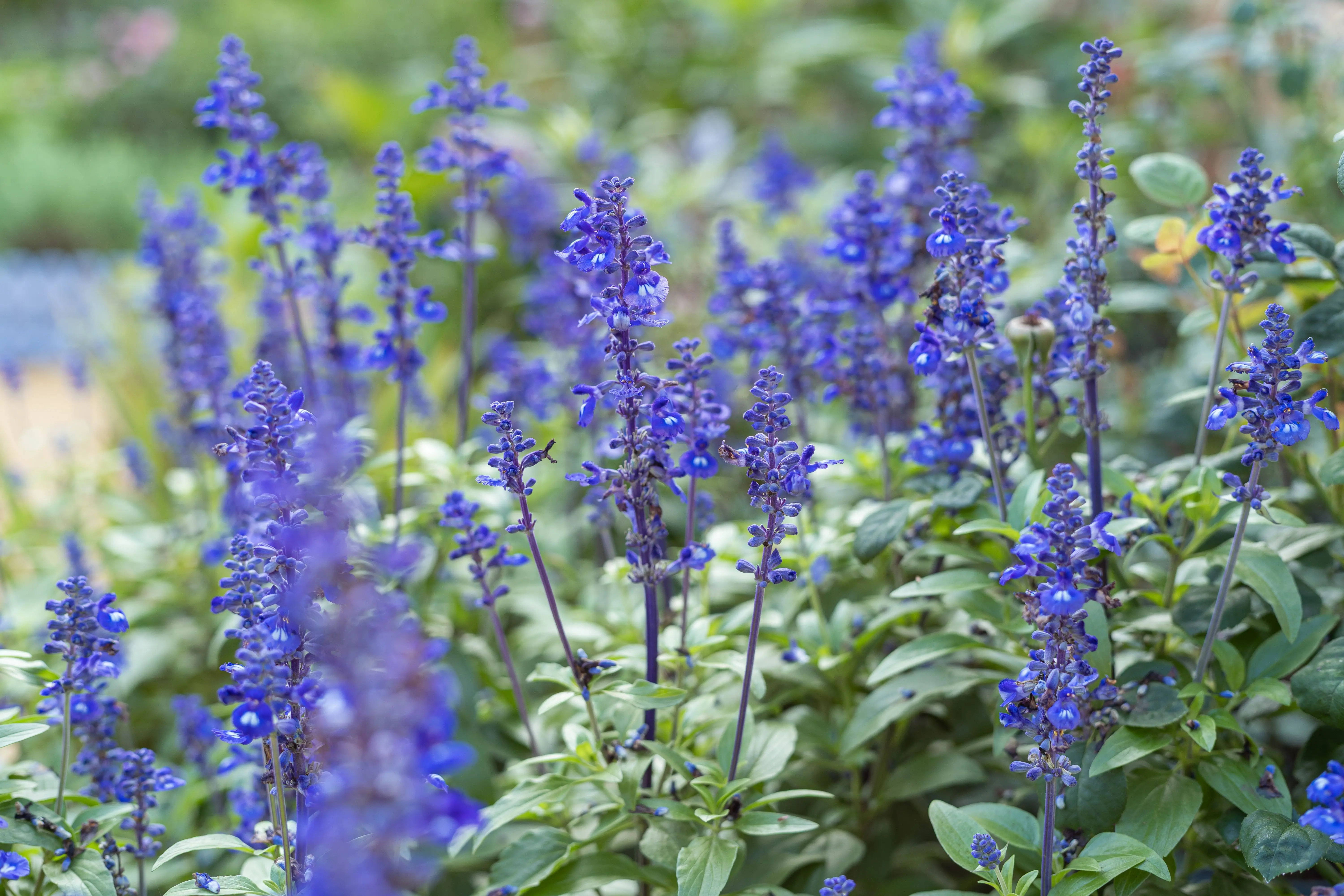 zone 5 perennials A closeup of vivid blue sage flowers in full bloom, showcasing natural beauty and summer vibe.