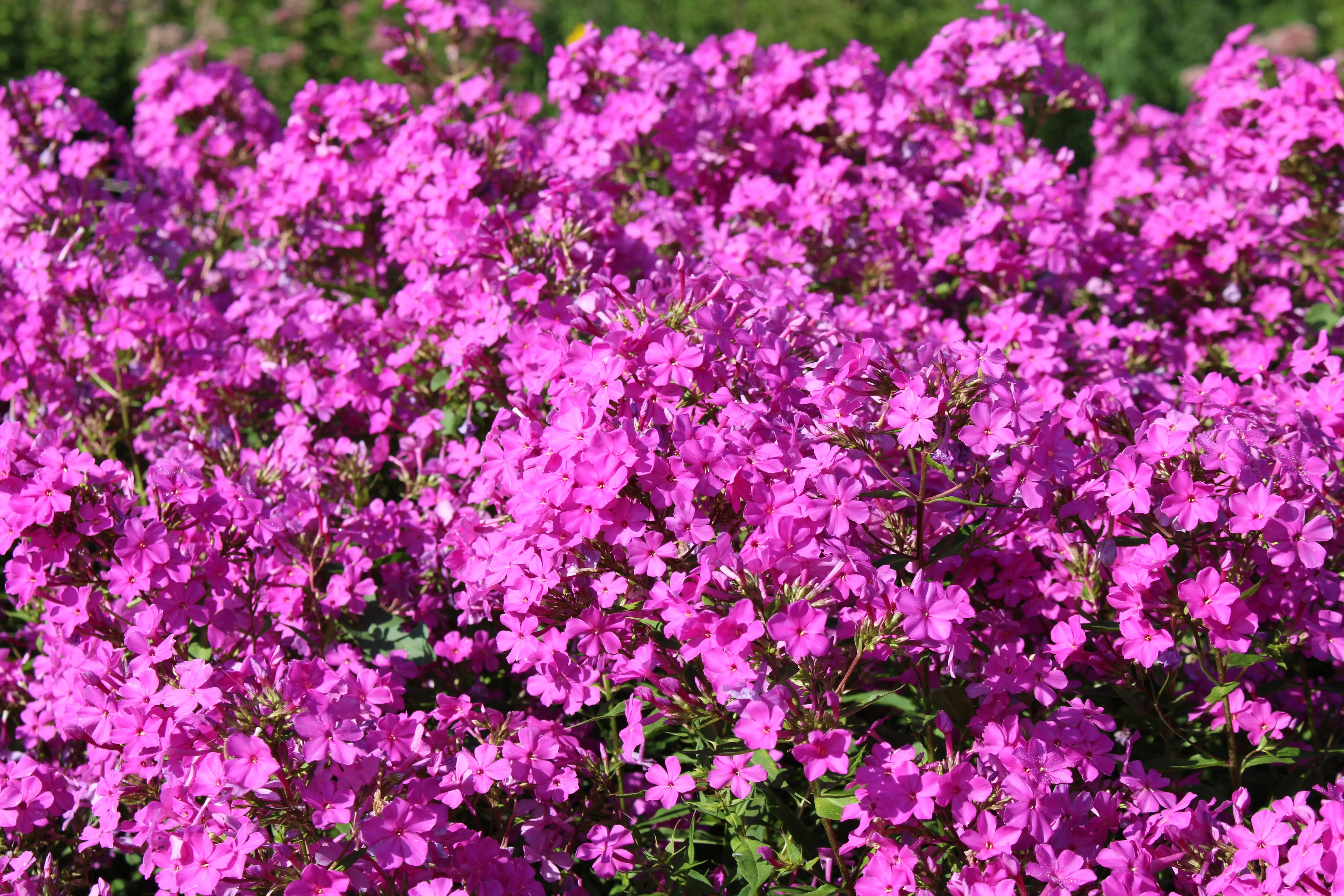 zone 5 perennials A stunning field of bright pink Phlox flowers in full bloom under the sun.